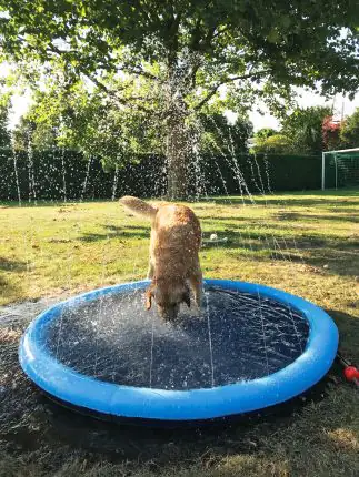 Nobby Hundepool Splash Pool