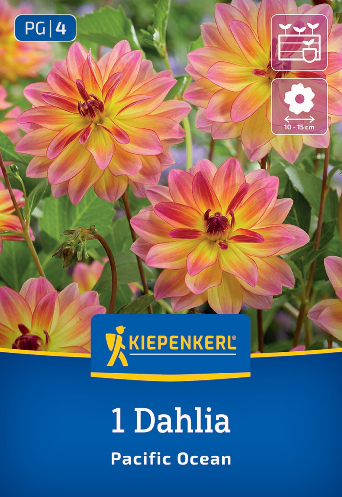 Kiepenkerl Frühjahrsblumenzwiebel Dekorative Dahlie Pacific Ocean 1 Stück