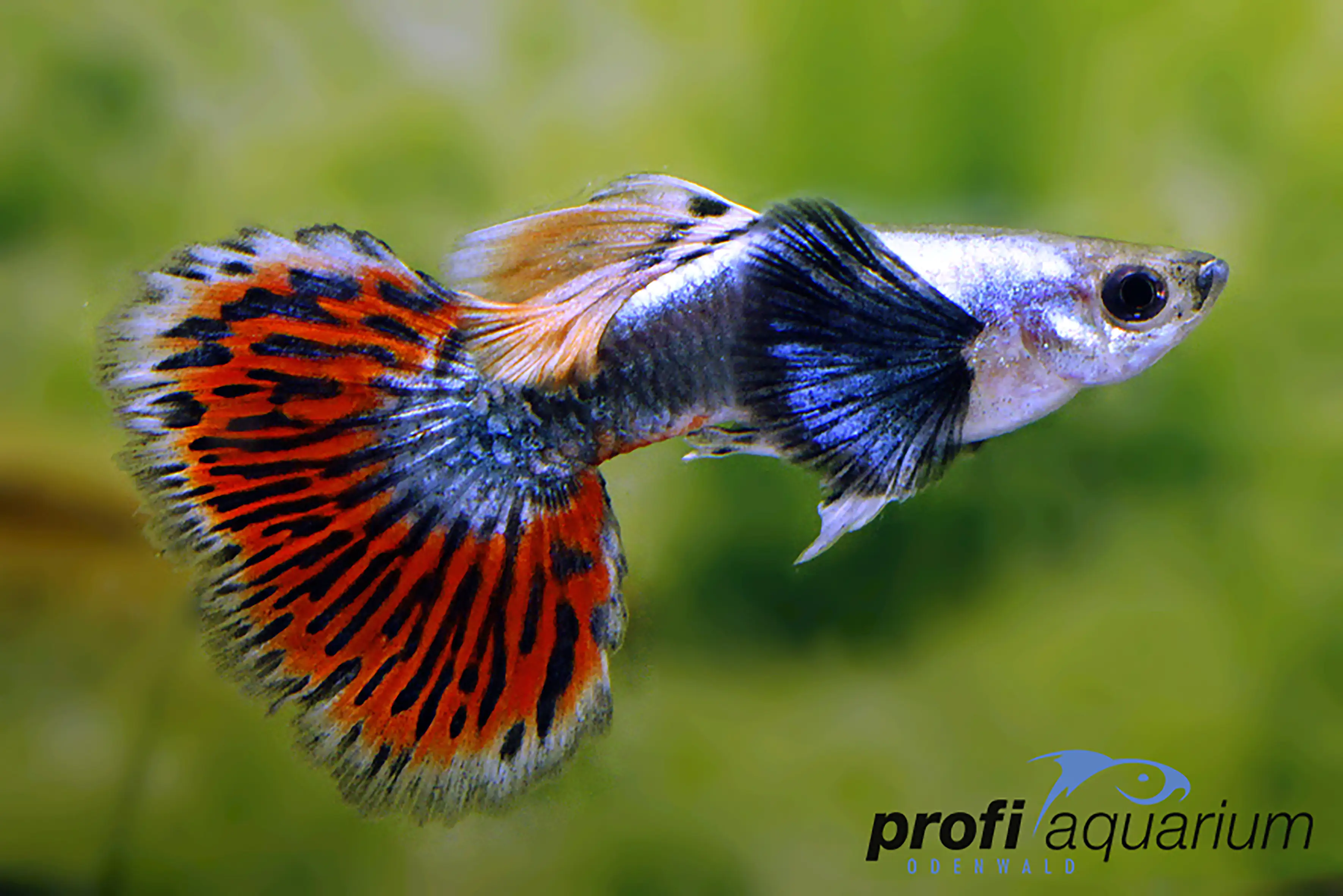 Aquariumfisch Guppy Männchen dumbo ear Lebistes reticulatus