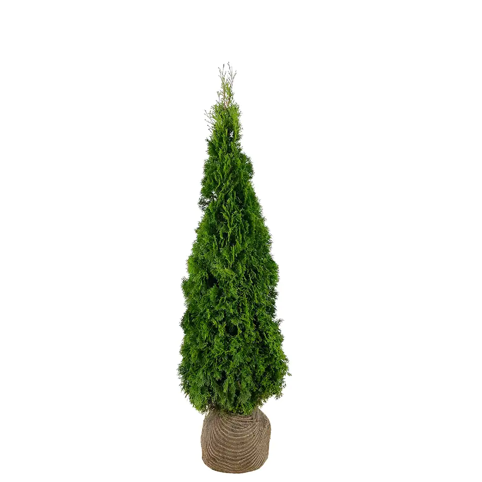 Lebensbaum Thuja occ. Smaragd H 60 - 80 cm, 25 Stück