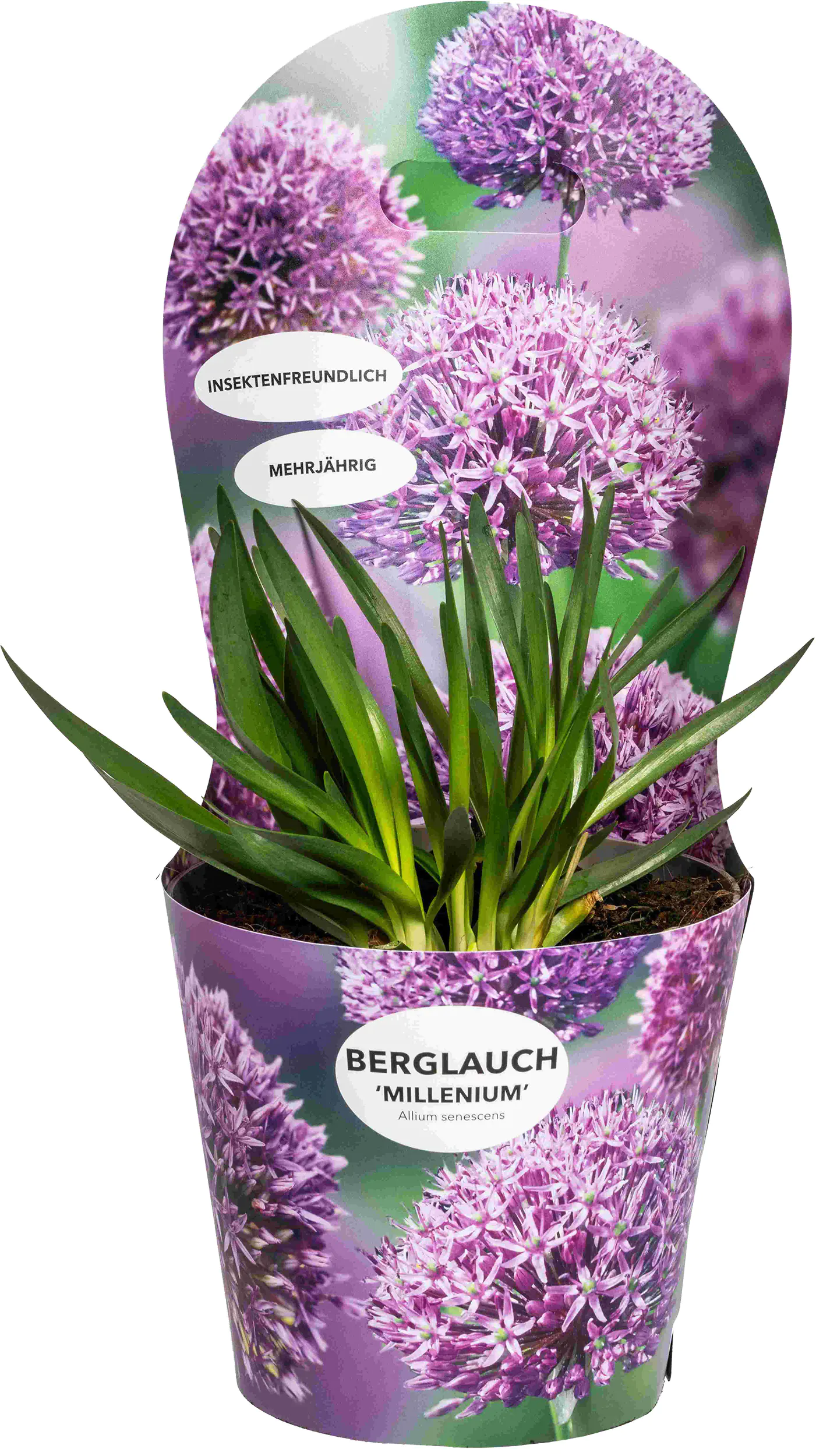 Zierlauch Allium senescens 'Millenium' H 30 40 cm 19 cm Topf kaufen