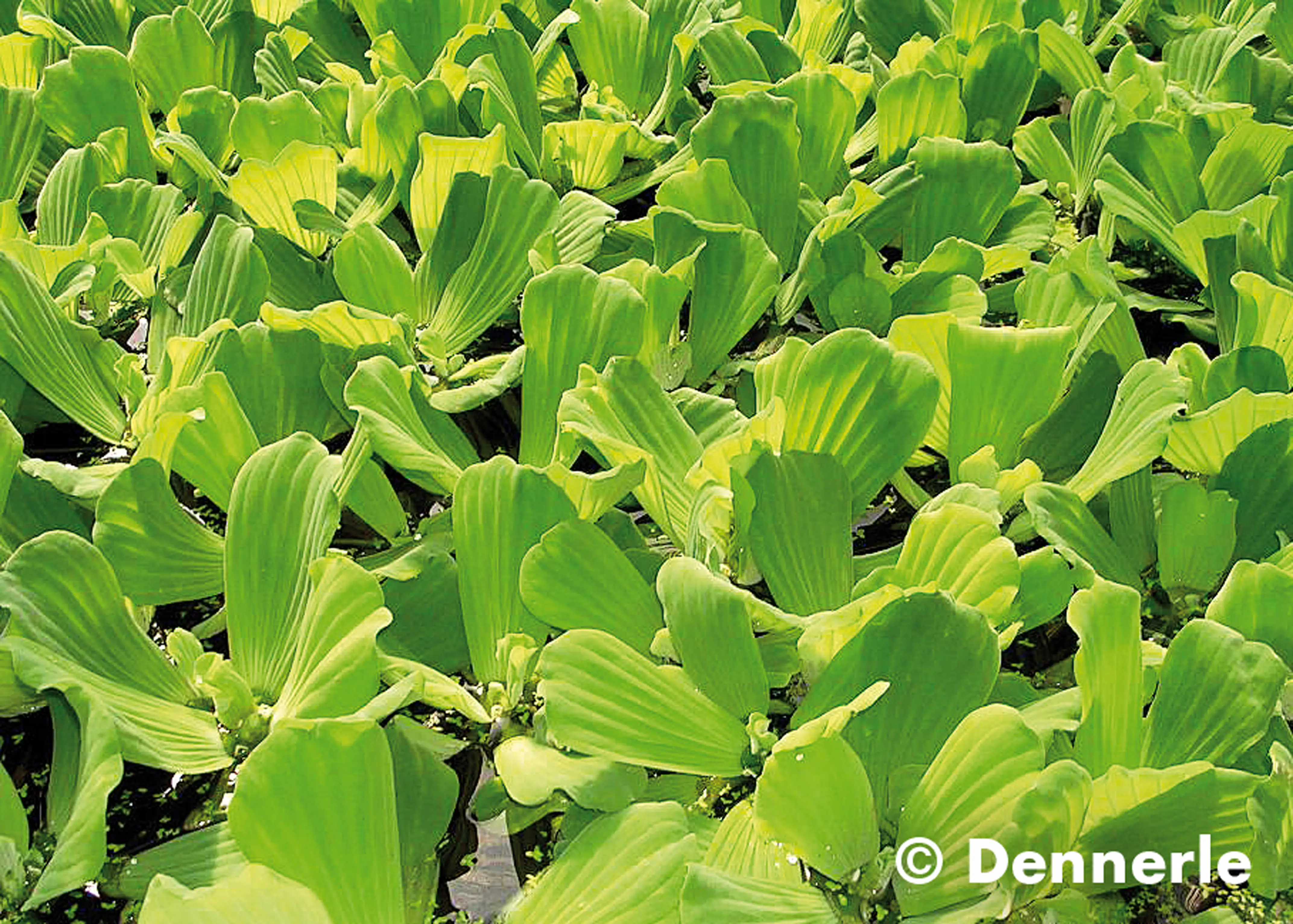 4001615003574_3 Dennerle Aquarienpflanze Pistia Stratiotes