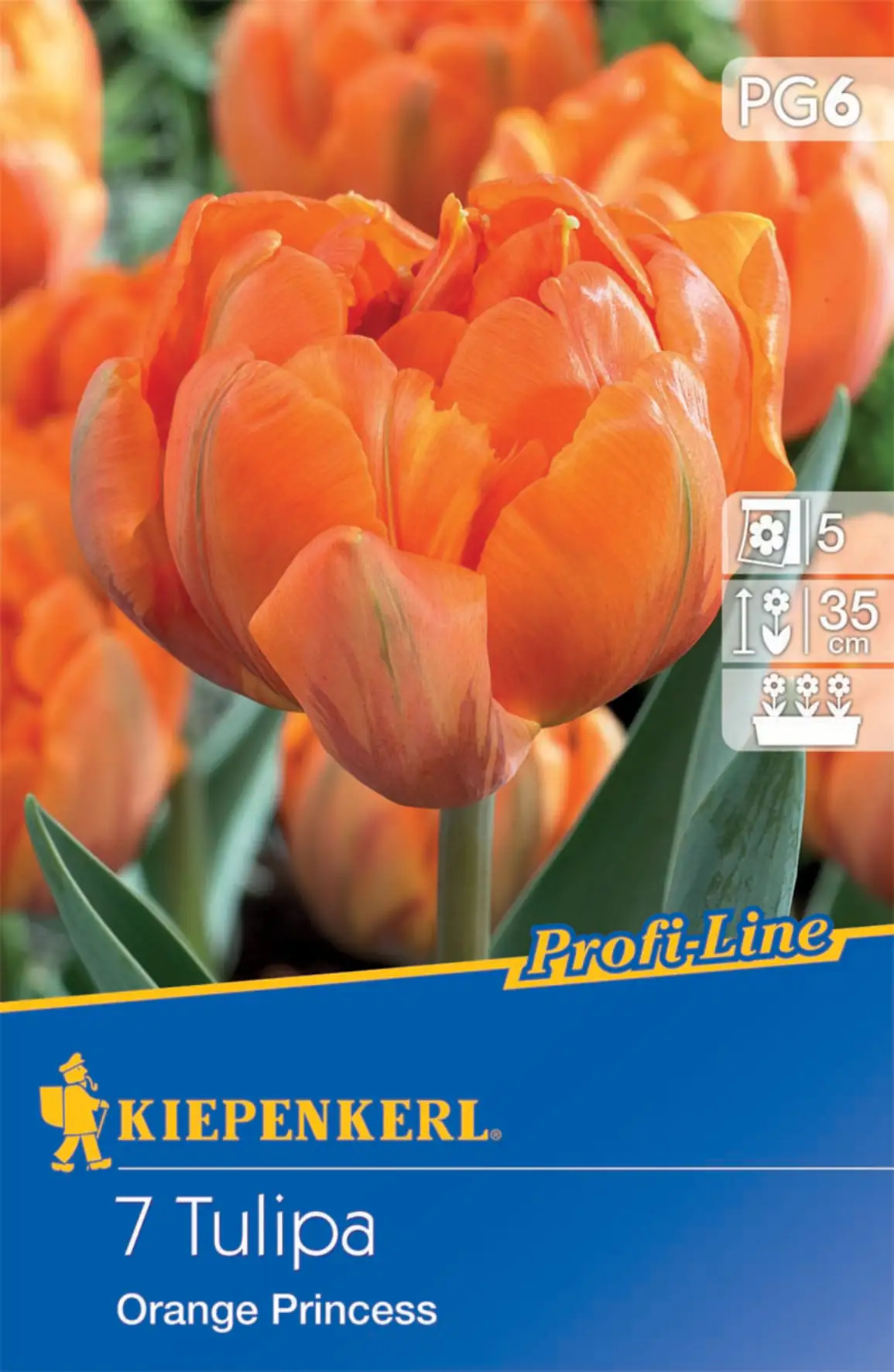 Kiepenkerl Blumenzwiebel Profi-Line Gefüllte späte Tulpe Orange Princess
