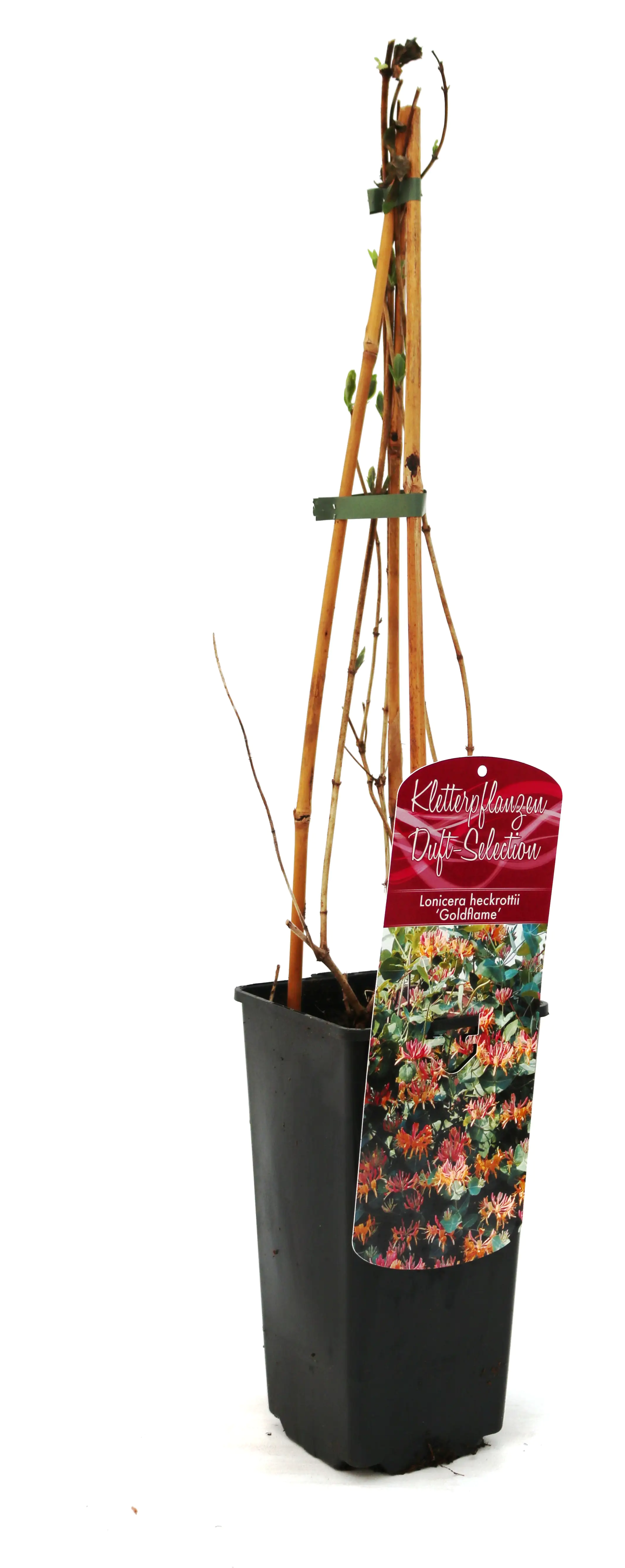 4029395047267 Geißschlinge Lonicera heckrottii Goldflame 2 L Eckcontainer