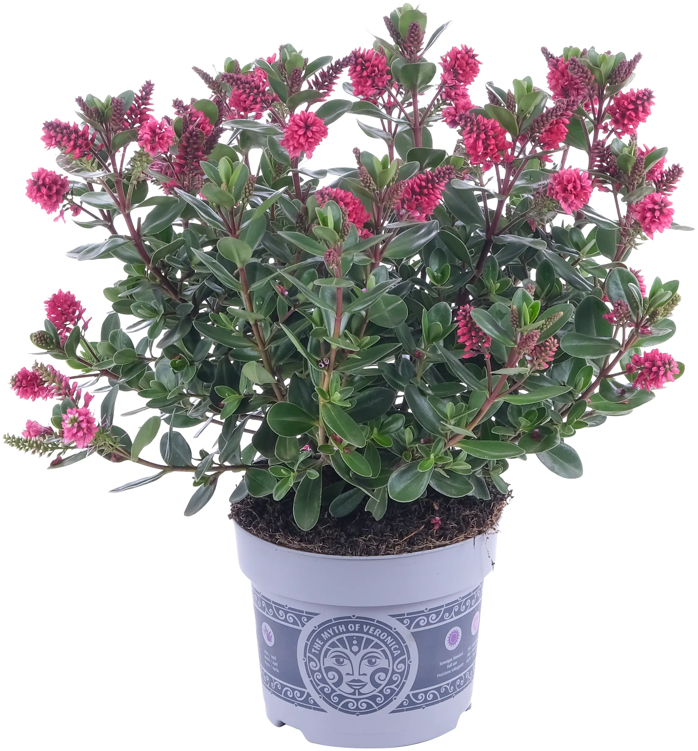 4250308307233_05 Strauchveronika Hebe All Blooms 12 cm Topf