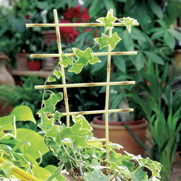 Pflanzengitter 34 cm