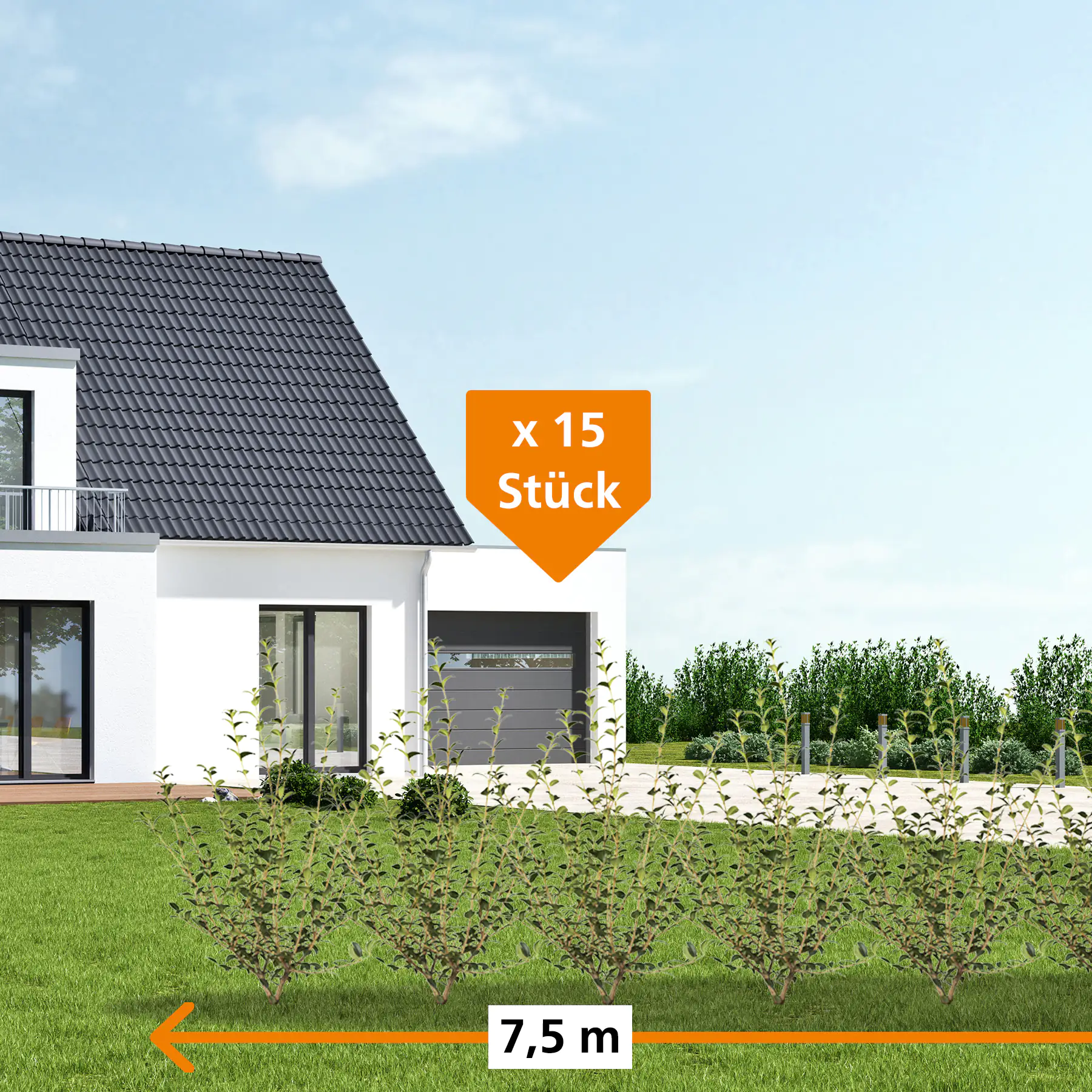 Frühlingsduftblüte Osmanthus Burkwoodii H 140 - 160 cm, 15 Stück Frühlingsduftblüte Osmanthus Burkwoodii H 140 - 160 cm, 15 Stück