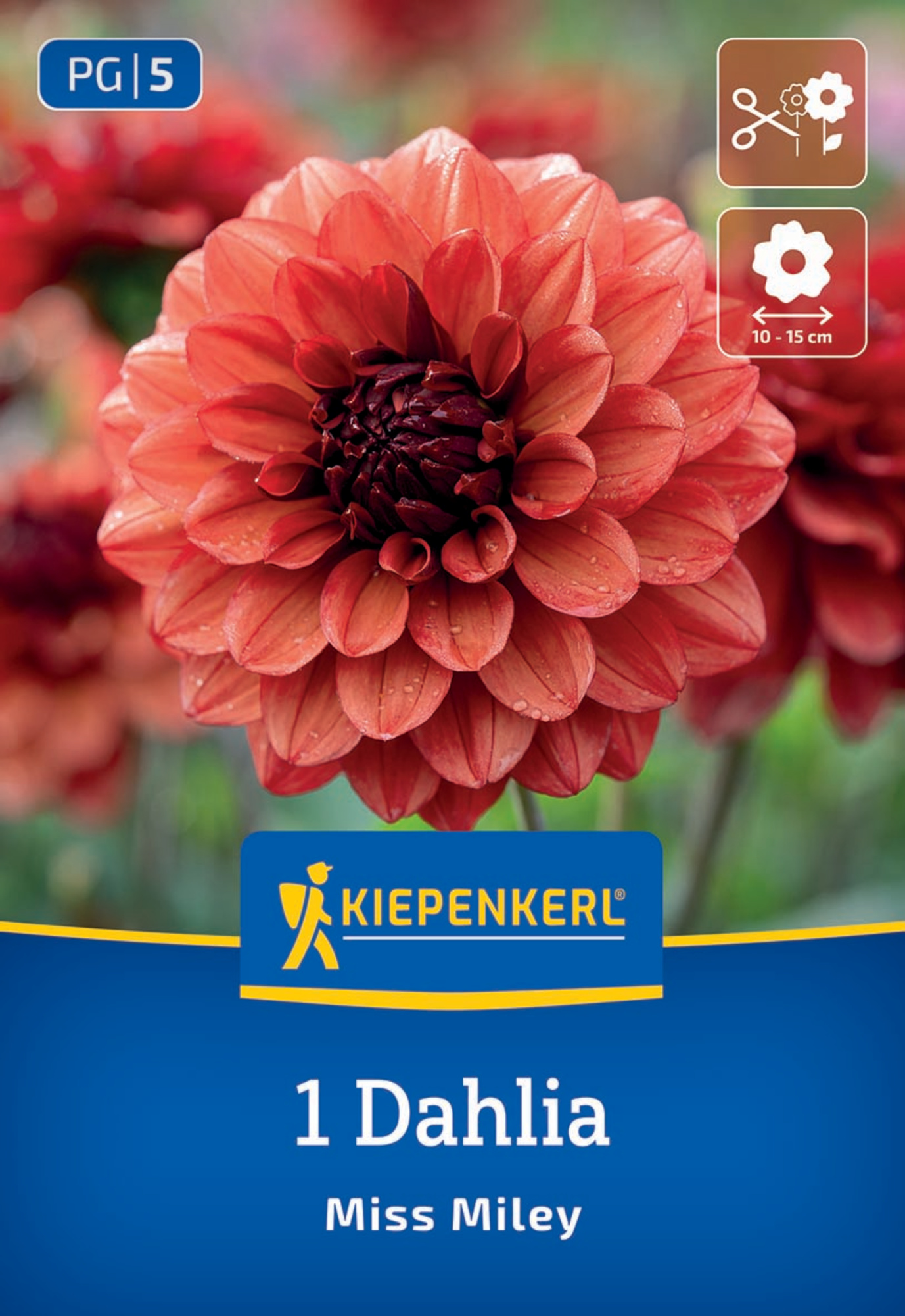 Kiepenkerl Frühjahrsblumenzwiebel Dekorative Dahlie Miss Miley 1 Stück