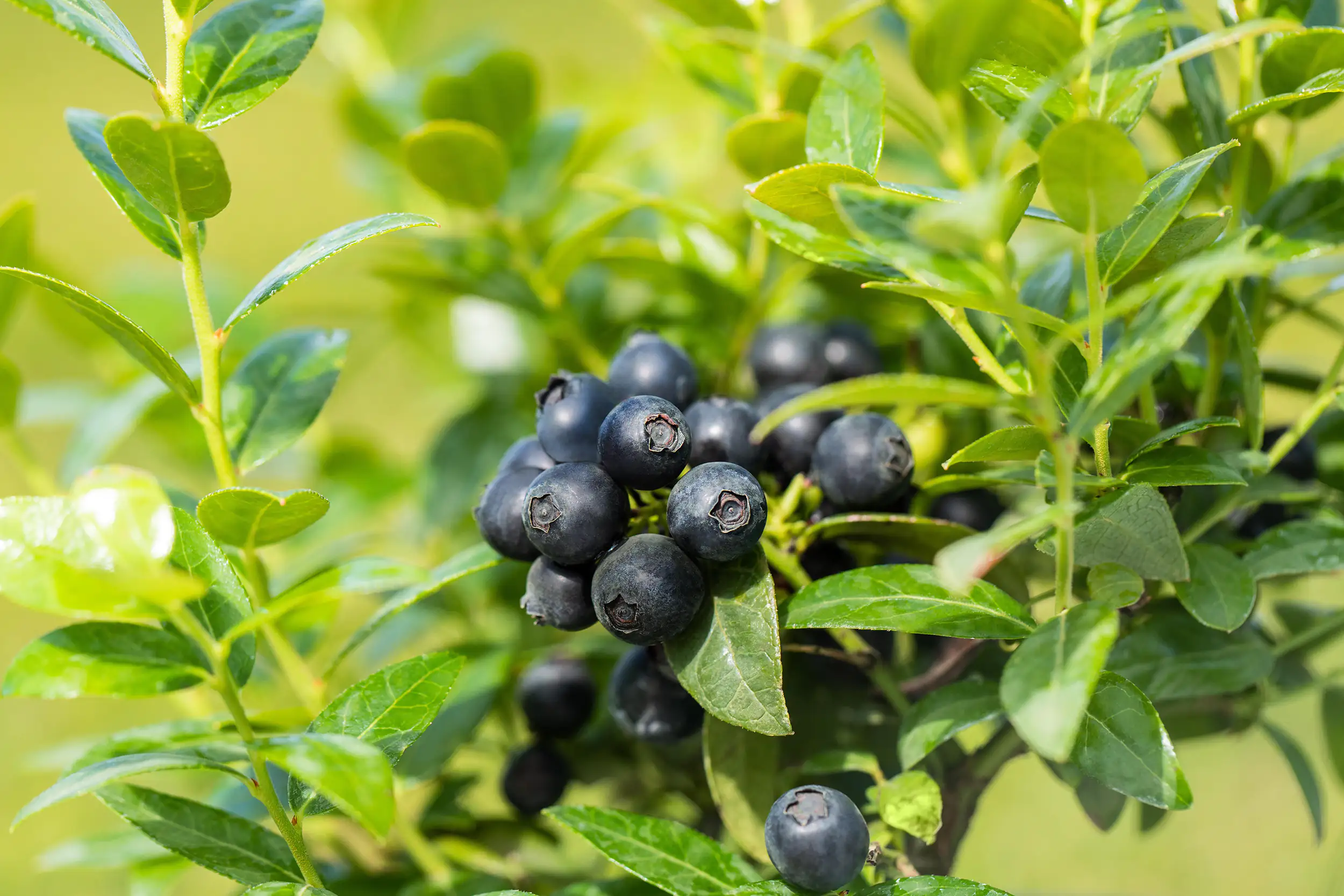 Blaubeerhecke Blue Cottage Berries, 13 cm Topf
