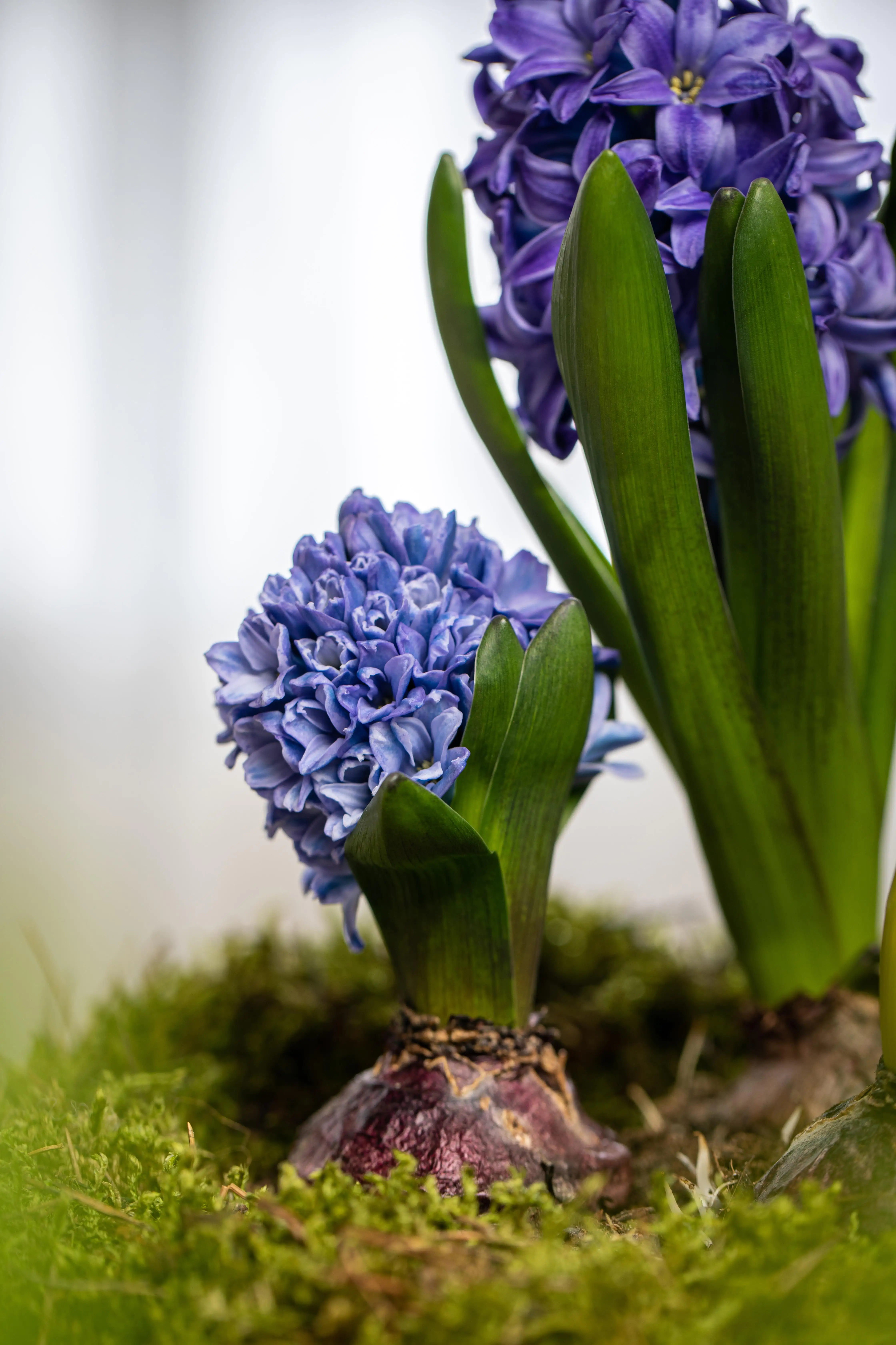 Premium Zwiebelpflanzen Hyazinthe 10 cm Topf, ca. 13 cm hoch