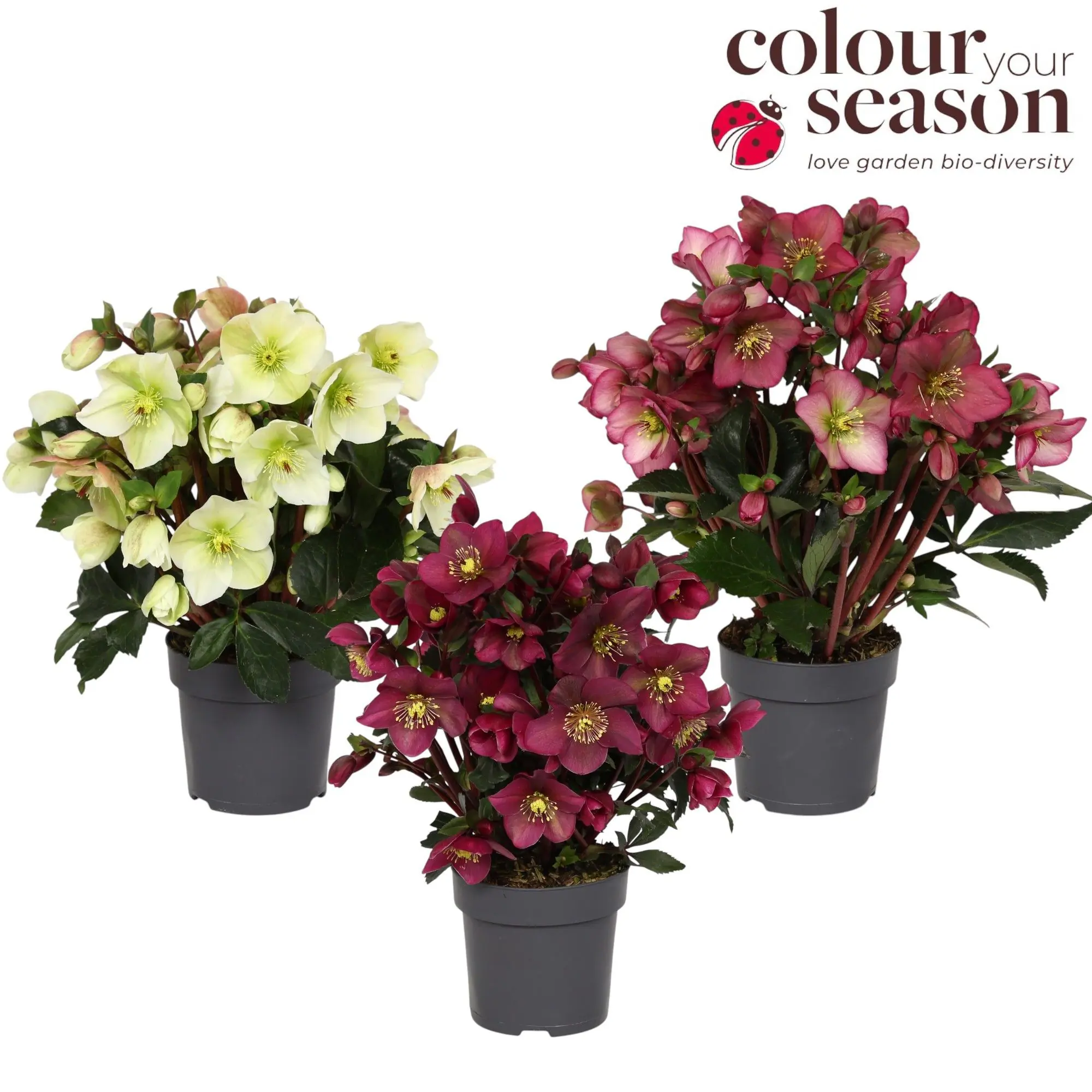 Christrose Helleborus Sparkle 15 cm Topf
