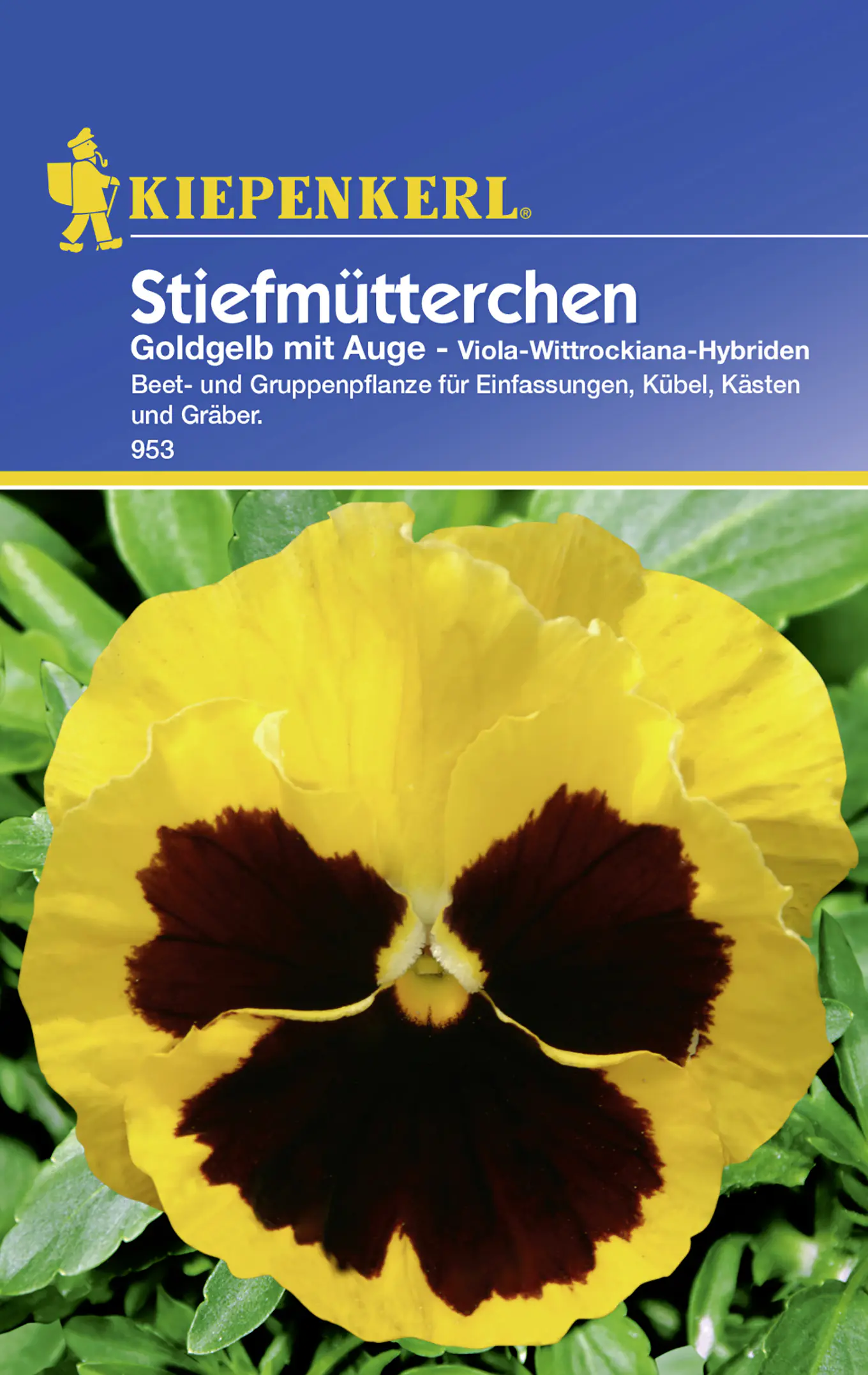 Kiepenkerl Stiefmütterchen Goldgelb mit Auge Viola-Wittrockiana-Hybriden, Inhalt: ca. 50 Pflanzen