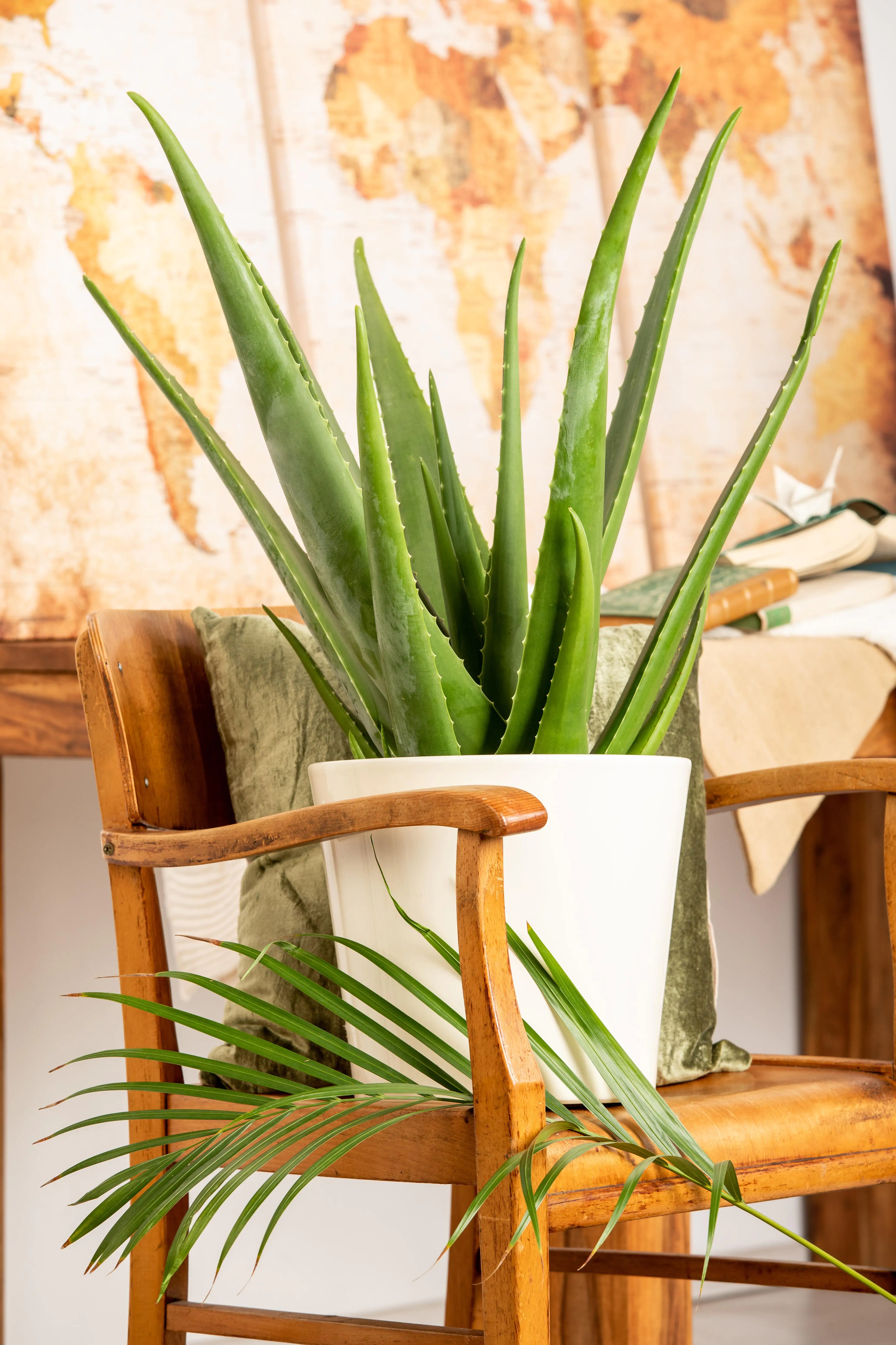 Aloe Vera H ca. 50 cm 15 cm Topf