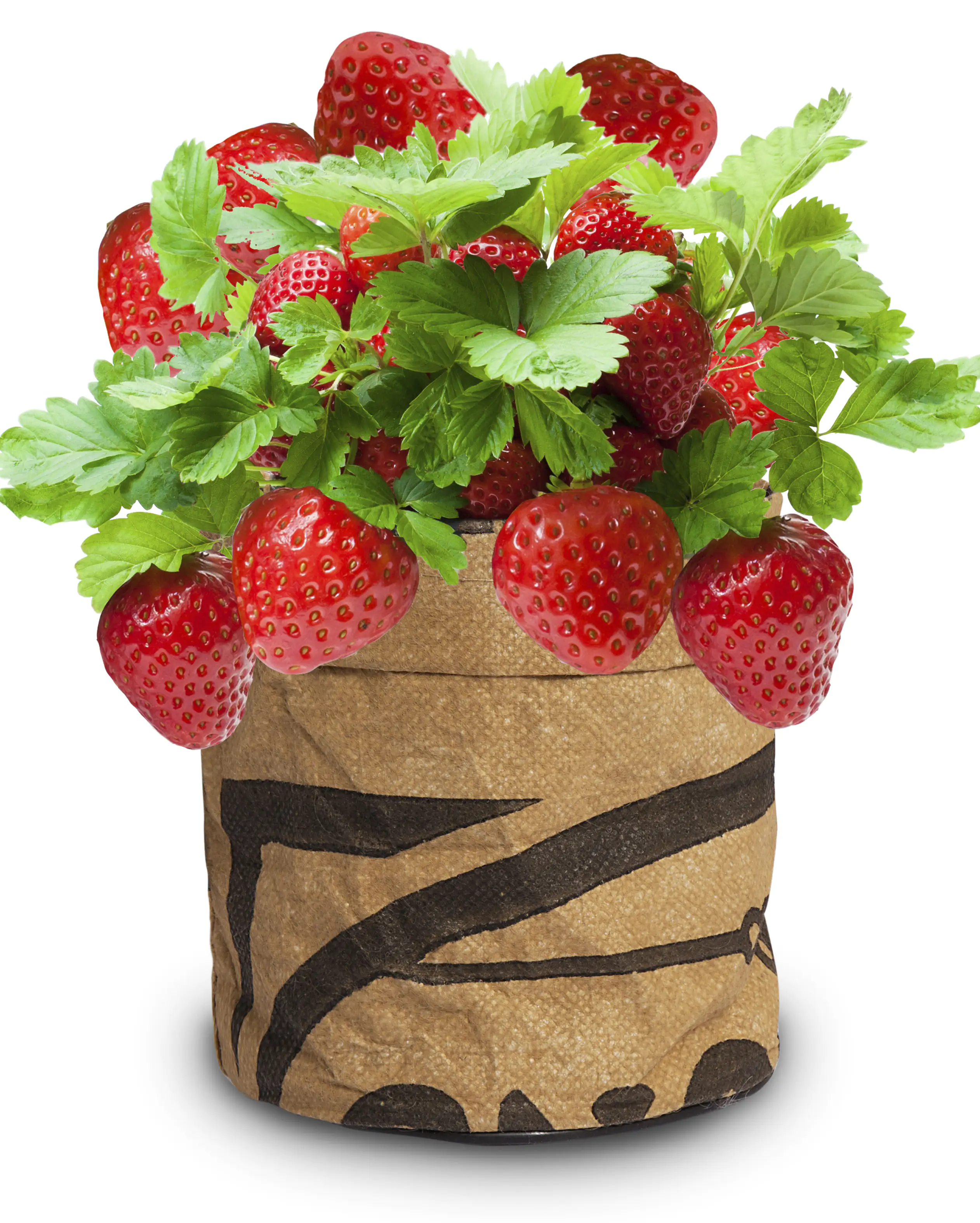 Baza Seeds Kitchengarden riesige Erdbeere Baza Seeds Kitchengarden riesige Erdbeere