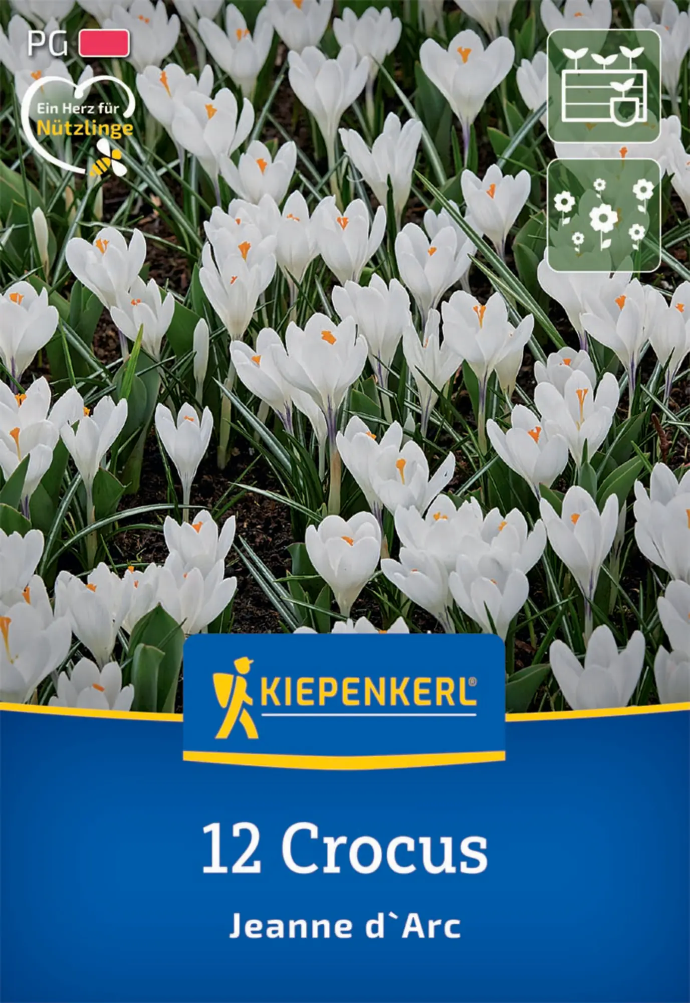 Kiepenkerl Herbstblumenzwiebel Krokus Jeanne d`Arc 12 Pflanzen