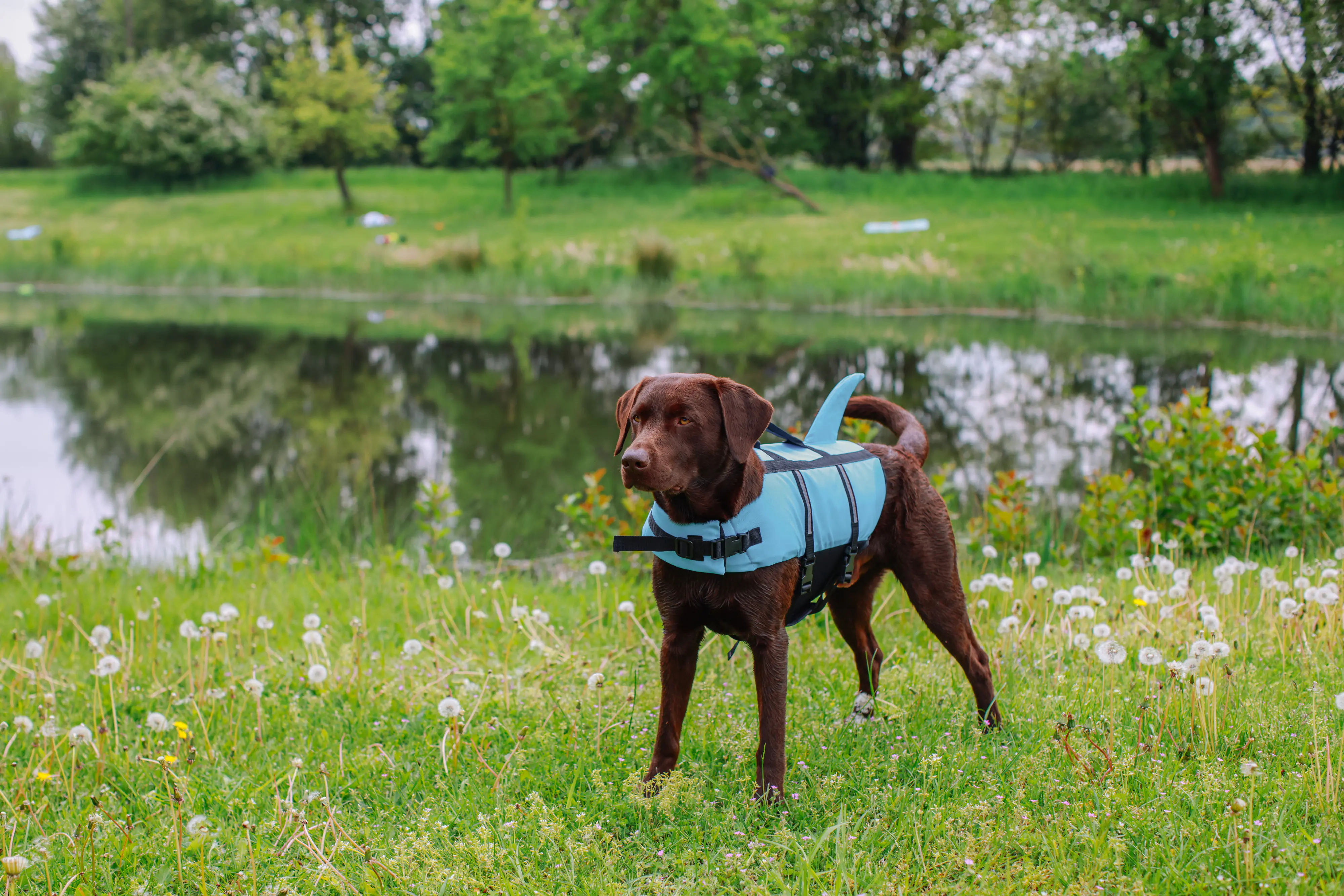 Nobby Hunde Schwimmweste Sharki mit Haiflosse hellblau Nobby Hunde Schwimmweste Sharki mit Haiflosse hellblau