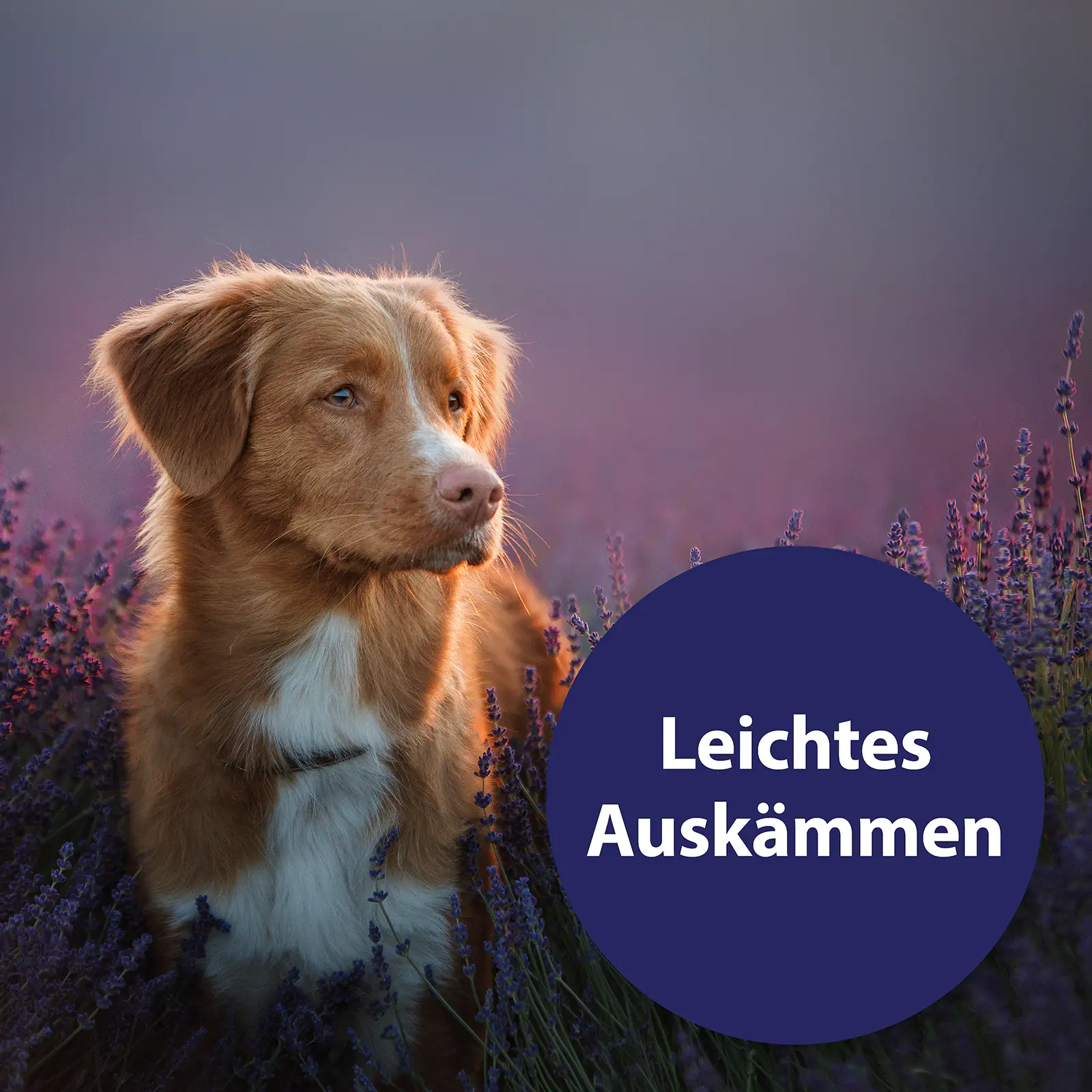 Canosept Fellspray für Hunde 250 ml