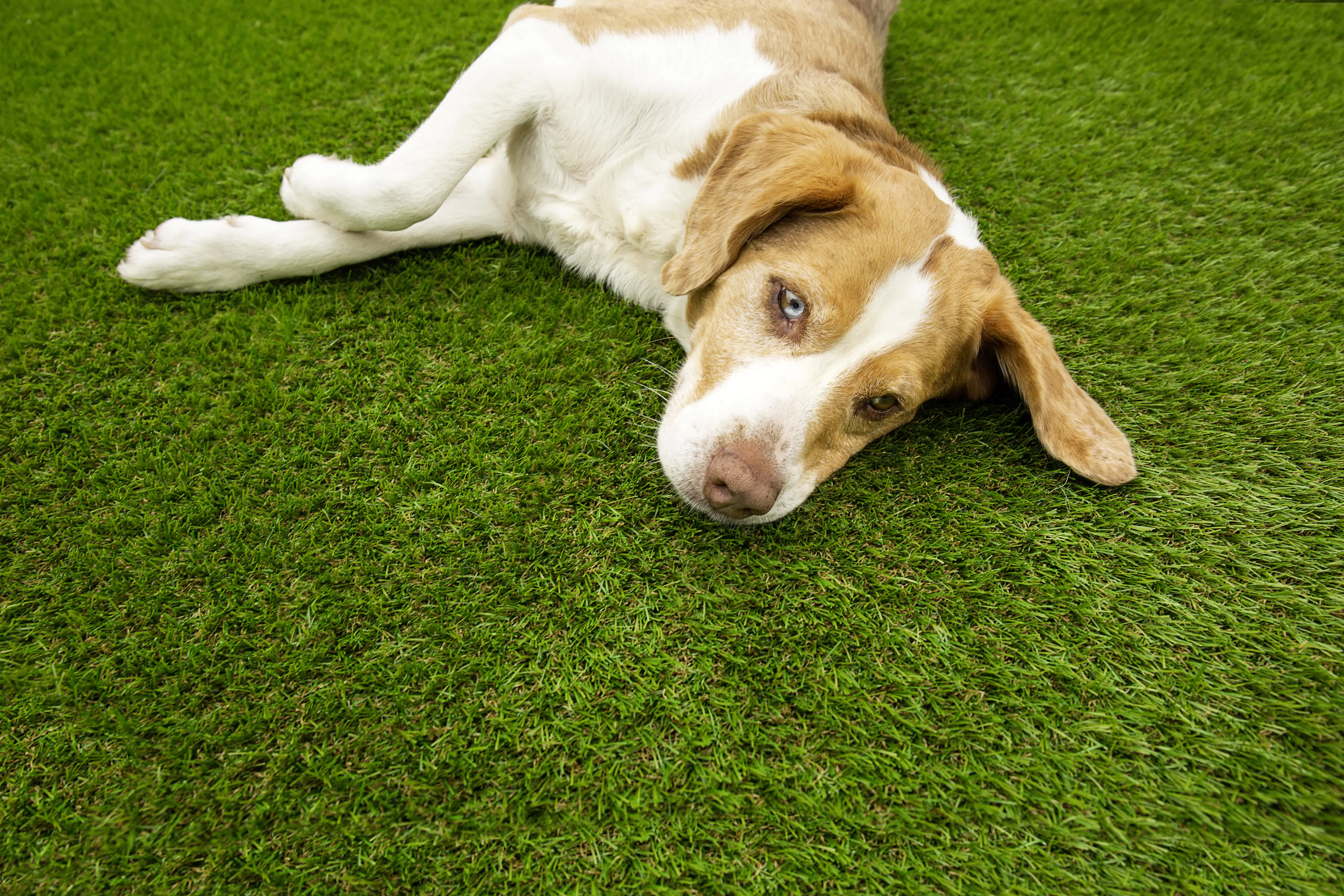 Kunstrasen Leros getuftet, grün, 2 m, mit Drainagelöchern,