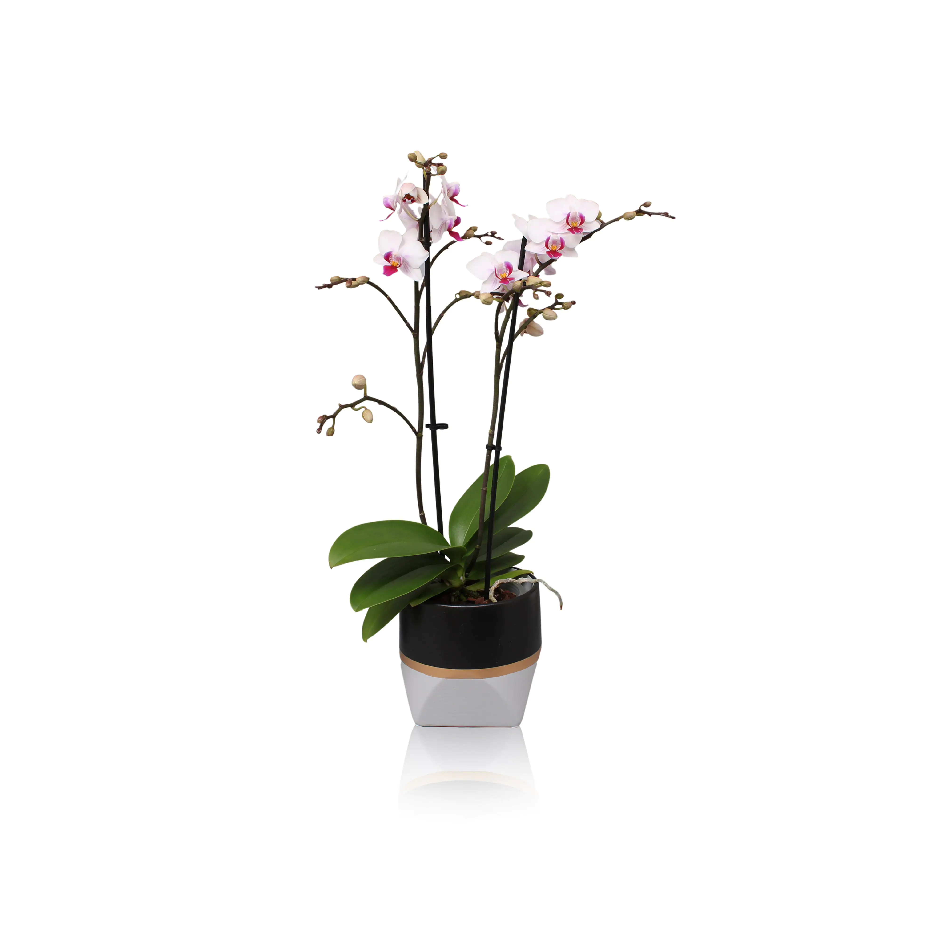 Orchidee Phalaenopsis Multiflora 2 Trieber im Trendy Keramiktopf 12 cm Topf