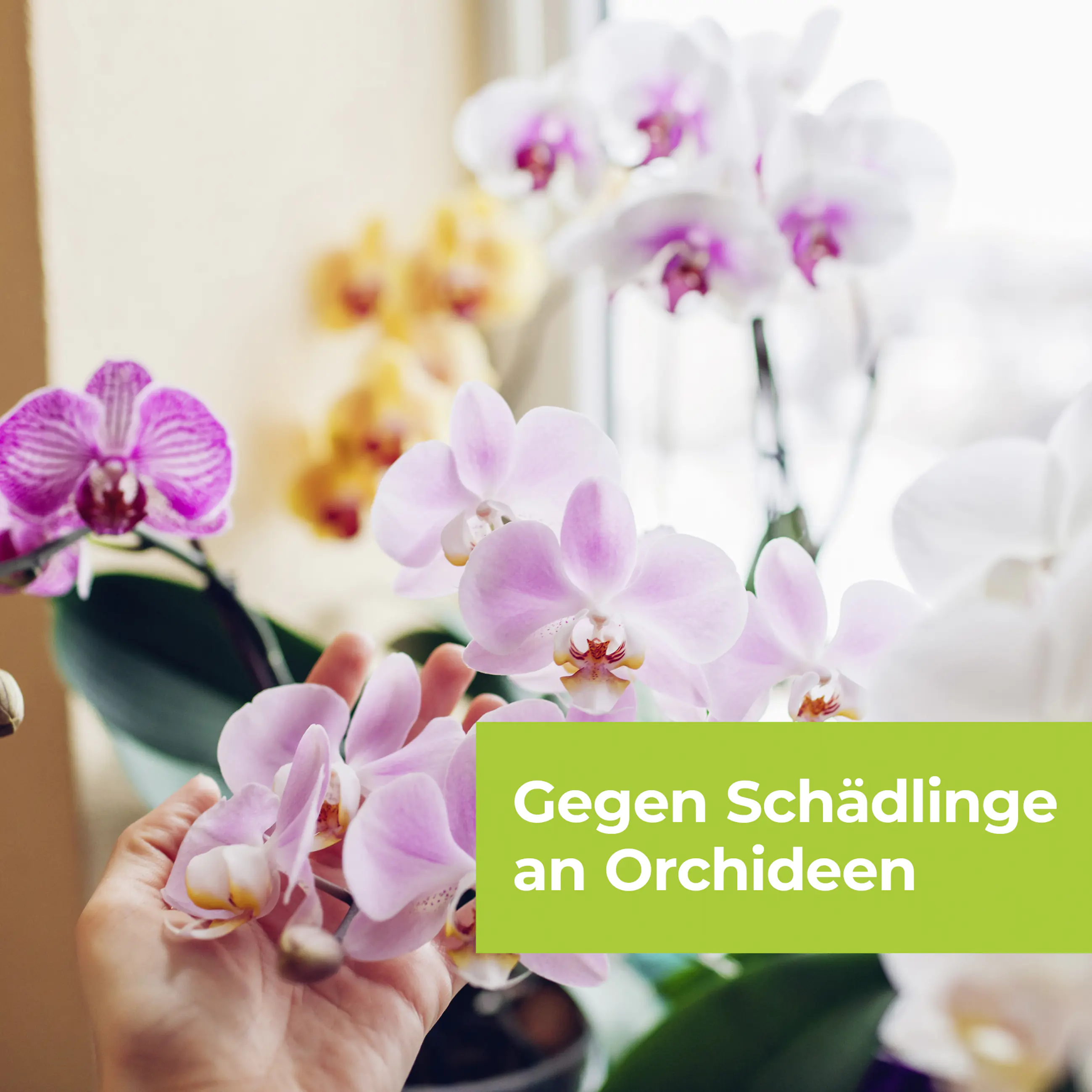 Protect Garden Lizetan Orchideen-Spray AF 500 ml