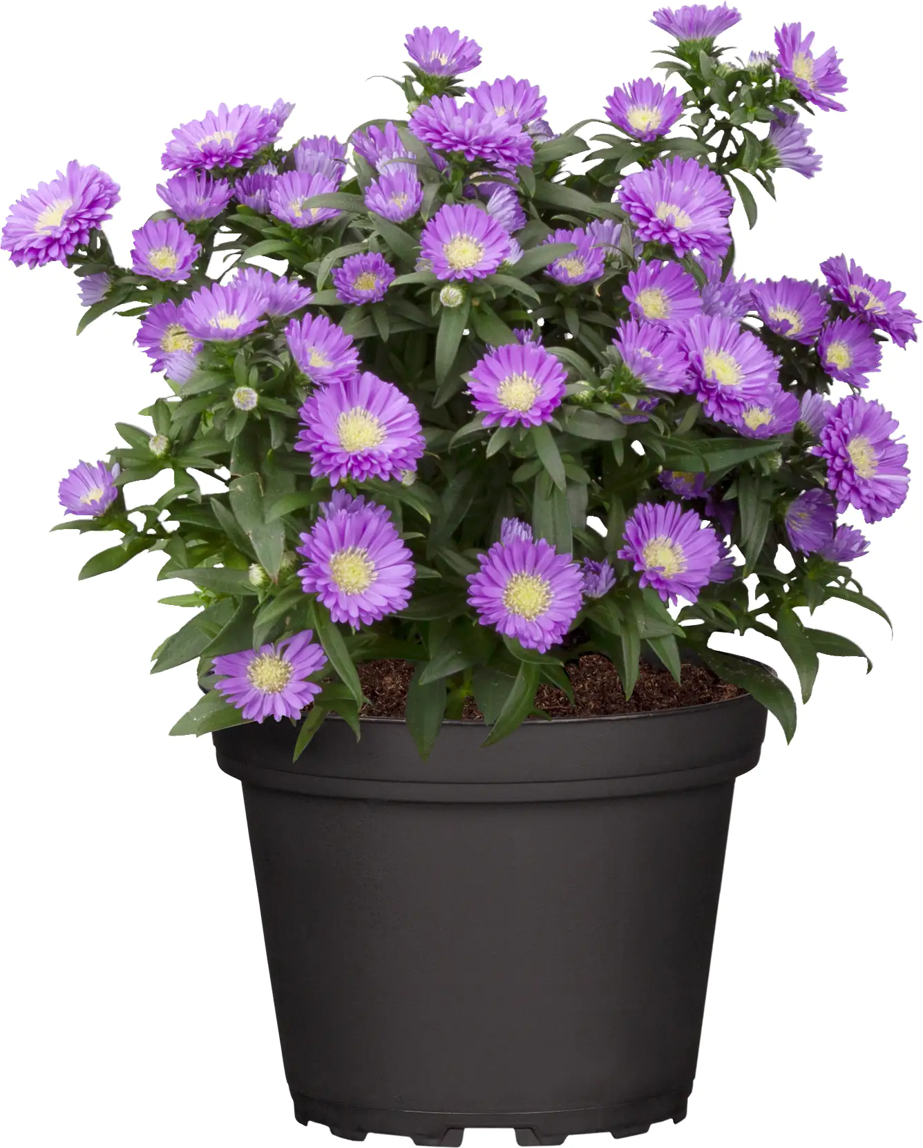 Aster Mystery Lady 12 cm Topf Aster Mystery Lady 12 cm Topf