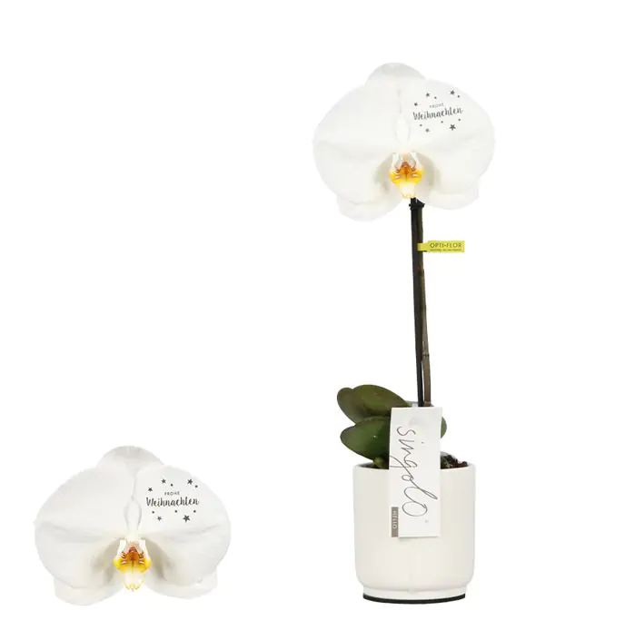 Schmetterlingsorchidee in 9 cm Keramiktopf ca. 40 cm hoch