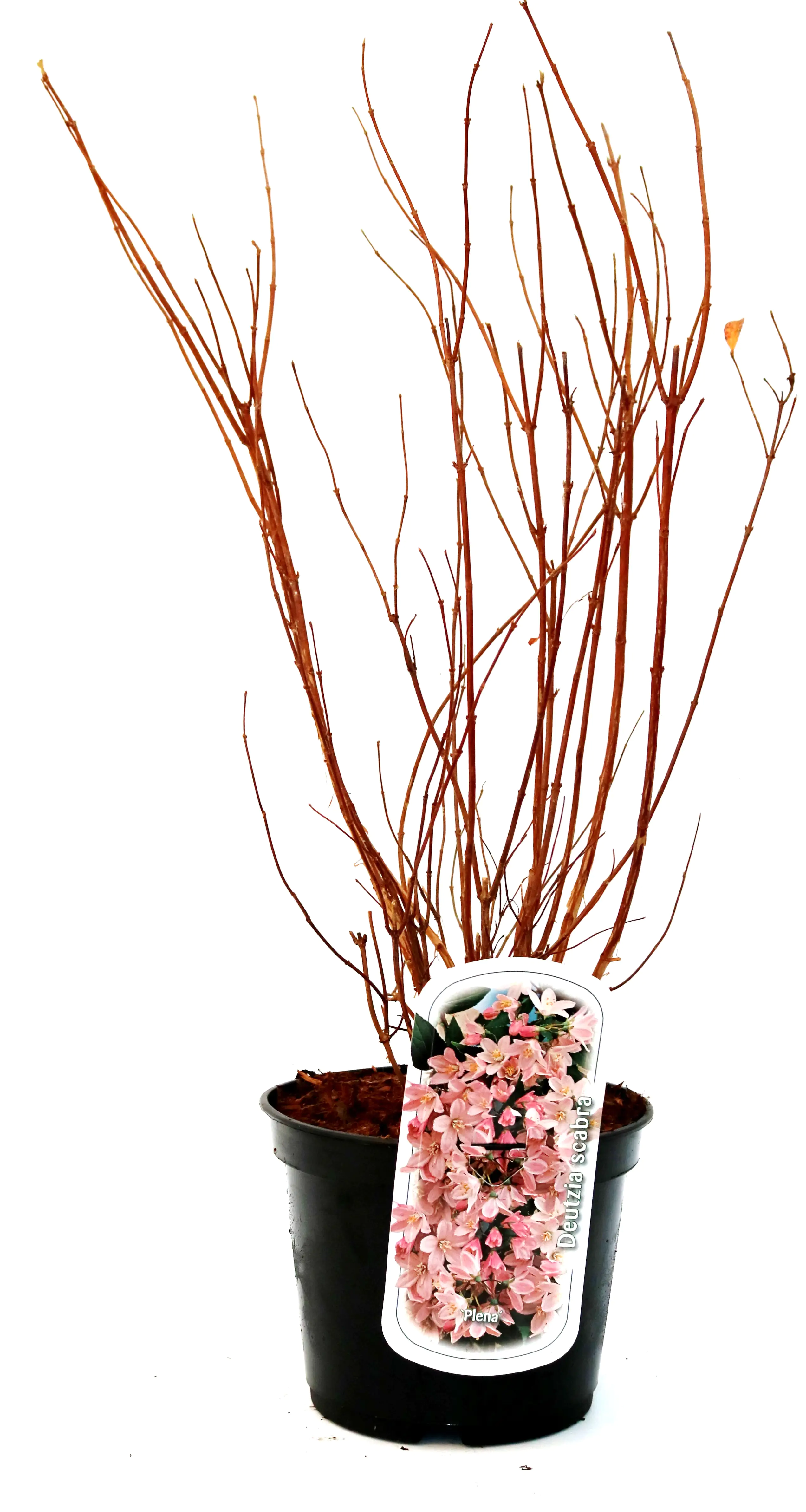 Gefüllter Sternchenstrauch 3 l Container