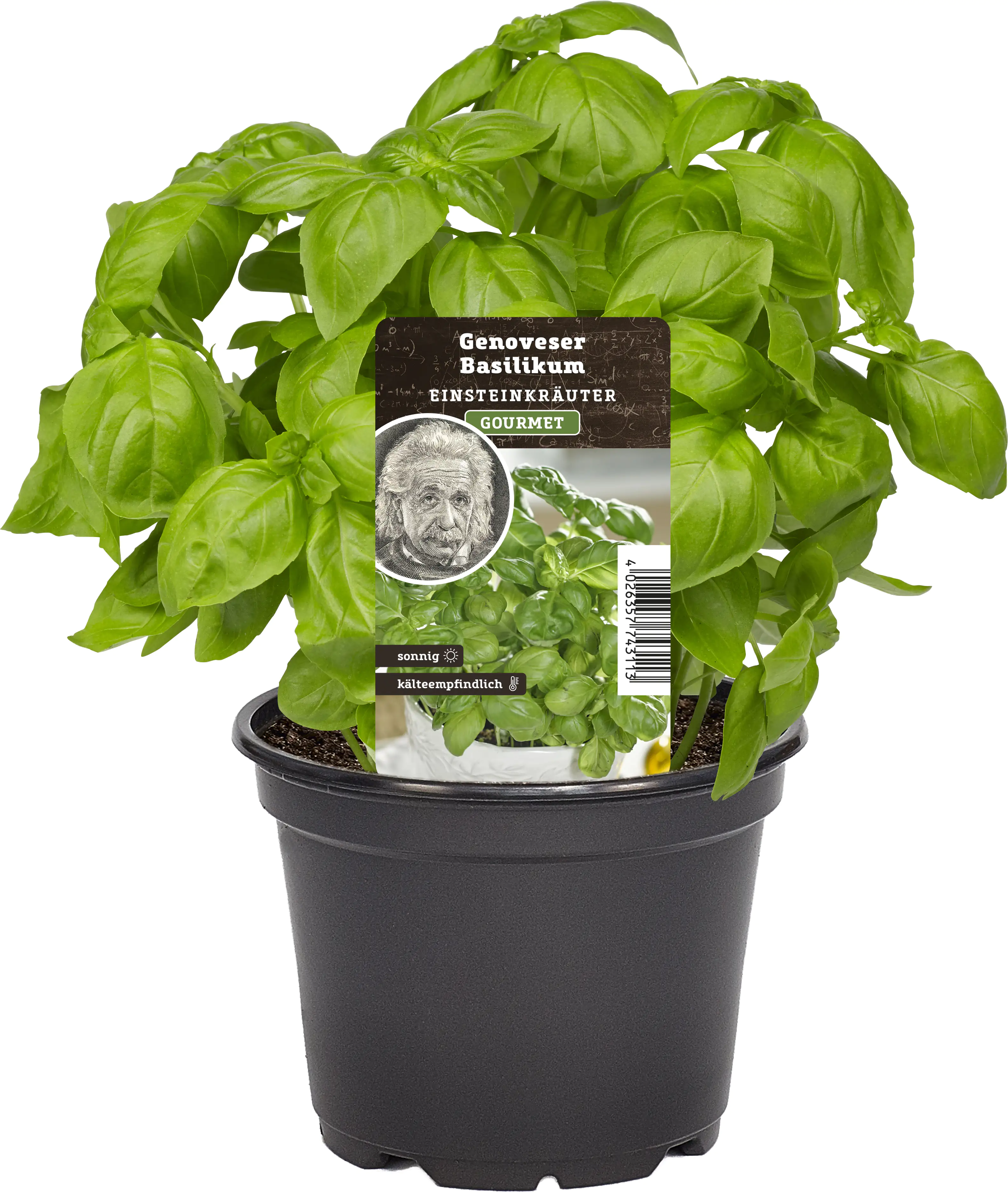 Einsteinkräuter - Basilikum 12 cm Topf Einsteinkräuter - Basilikum 12 cm Topf
