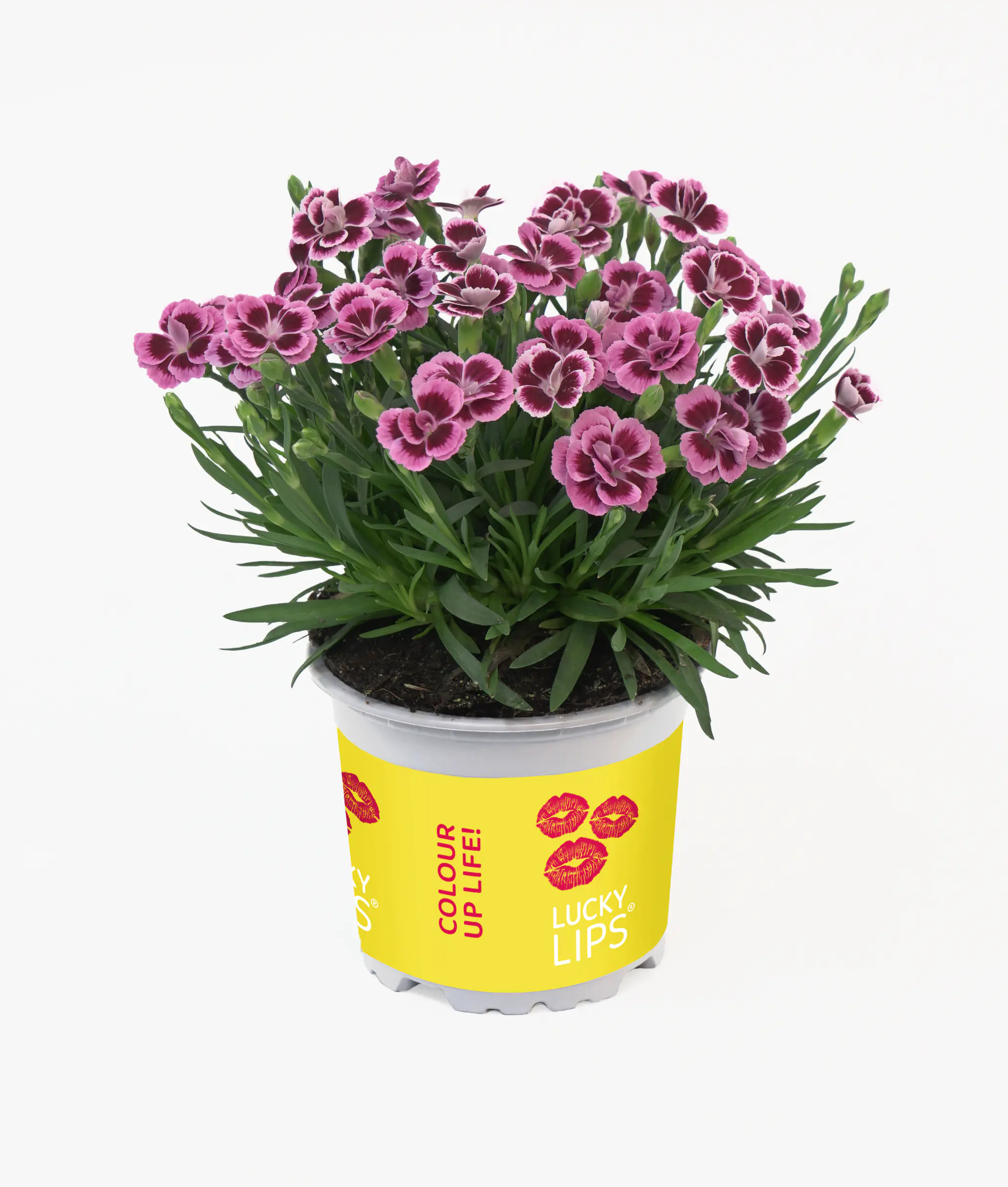 Dianthus Lucky Lips Nelke 10,5 cm