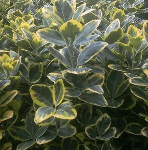 Euonymus japonicus japanischer Spindelstrauch Marieke gelb 13 cm Topf Euonymus japonicus japanischer Spindelstrauch Marieke gelb 13 cm Topf