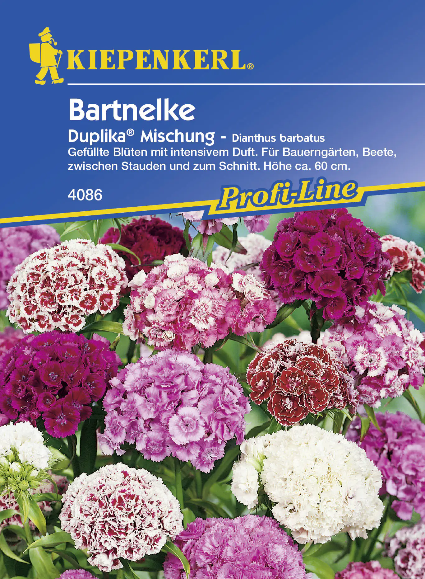 Kiepenkerl Bartnelke Duplika® Dianthus barbatus, Inhalt: ca. 50 Pflanzen Kiepenkerl Bartnelke Duplika® Dianthus barbatus, Inhalt: ca. 50 Pflanzen