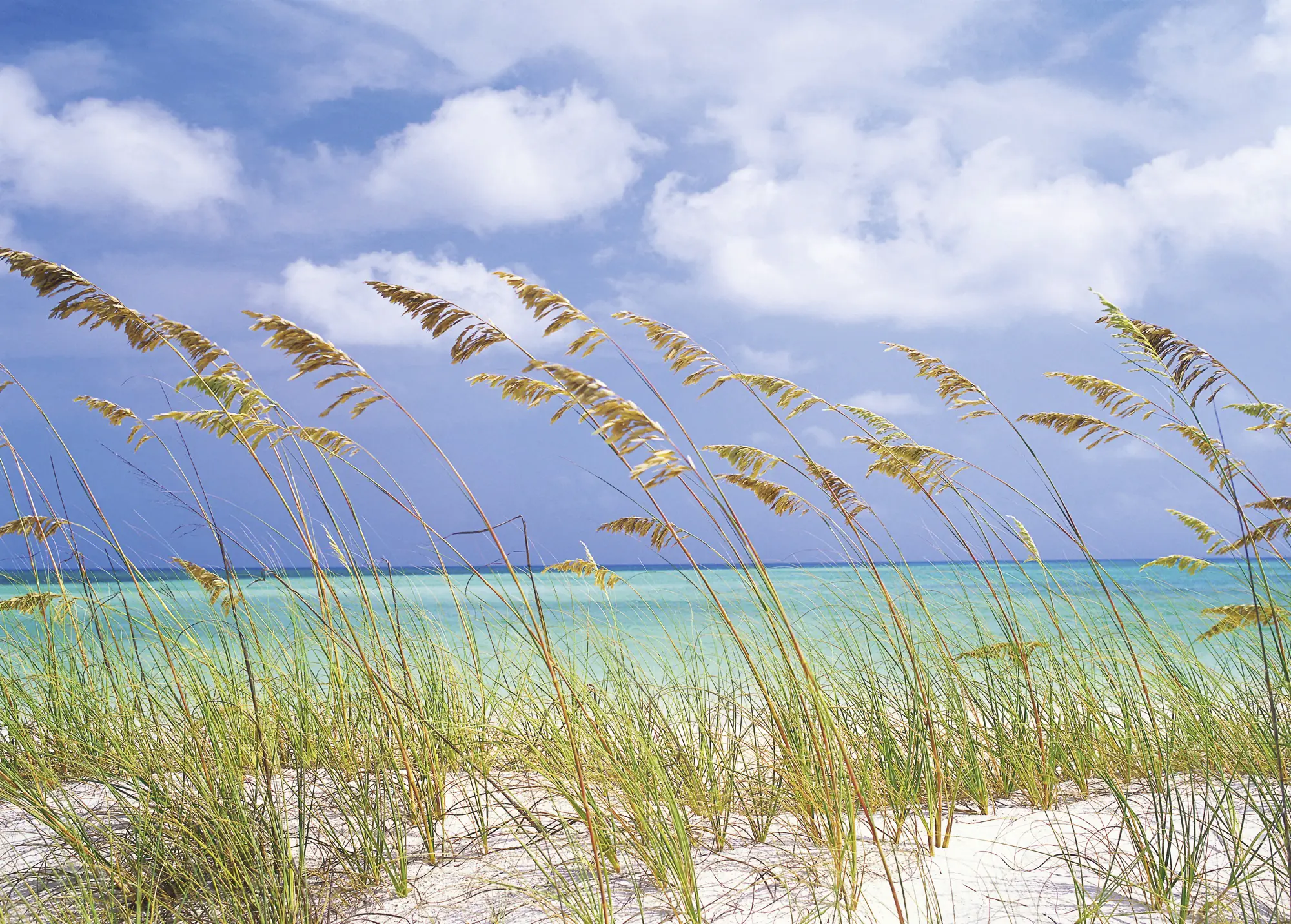Komar Fototapete Ocean Breeze 368 x 254 cm 