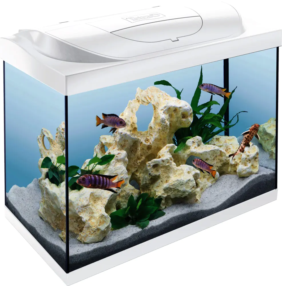 Tetra Aquarium Starter Line LED 80 L weiß
