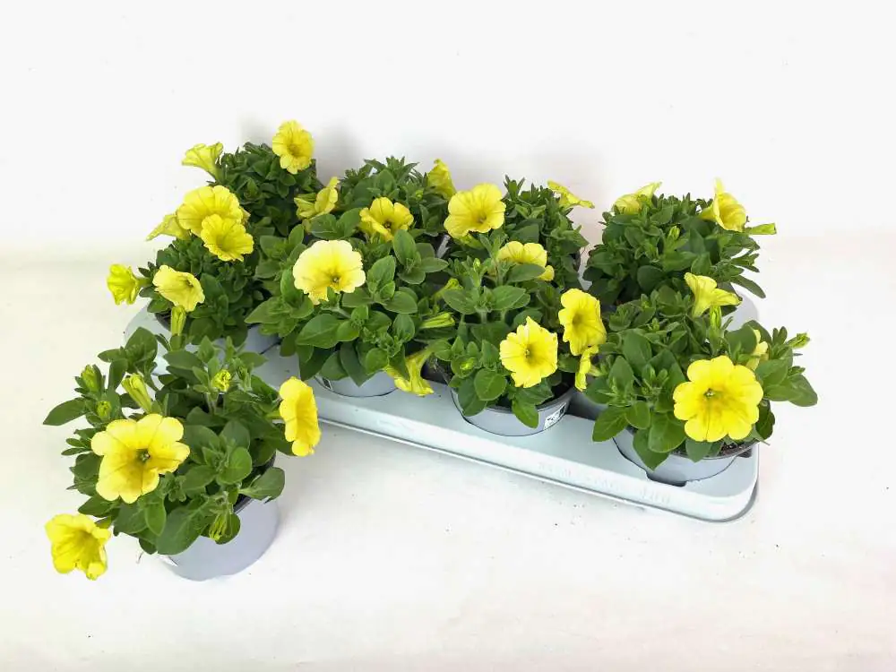 Petunia hängend H ca 20 cm 12 cm Topf