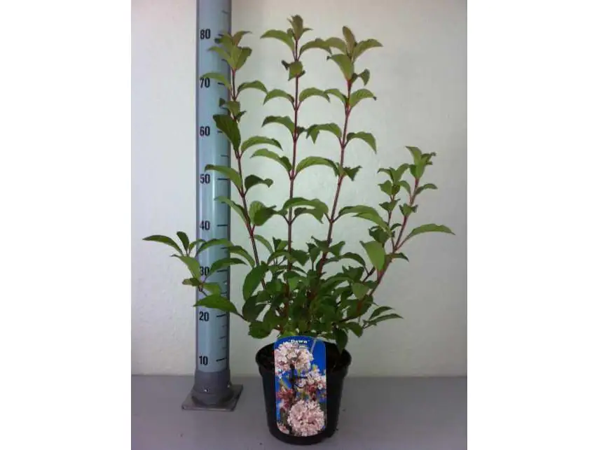 Winterschneeball 3 l Container, 60-80 cm hoch