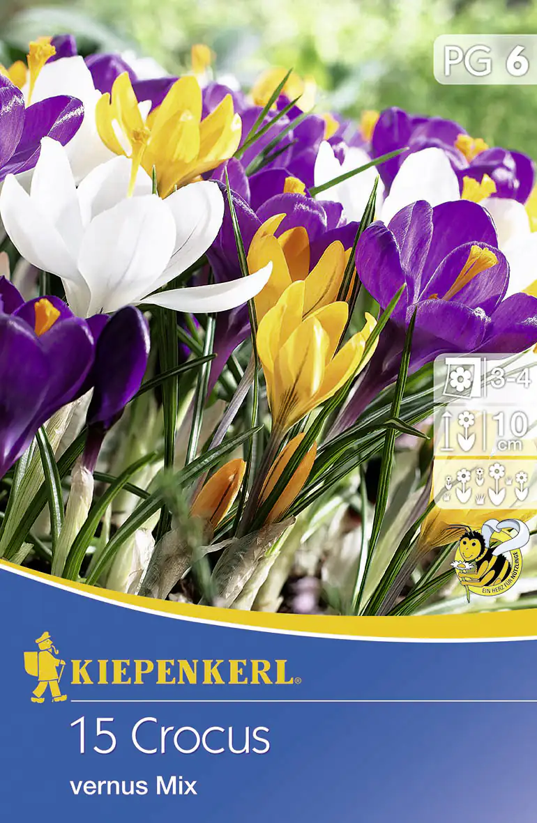 Kiepenkerl Blumenzwiebeln Crocus Groblum. Mix Inhalt: 15 Stück