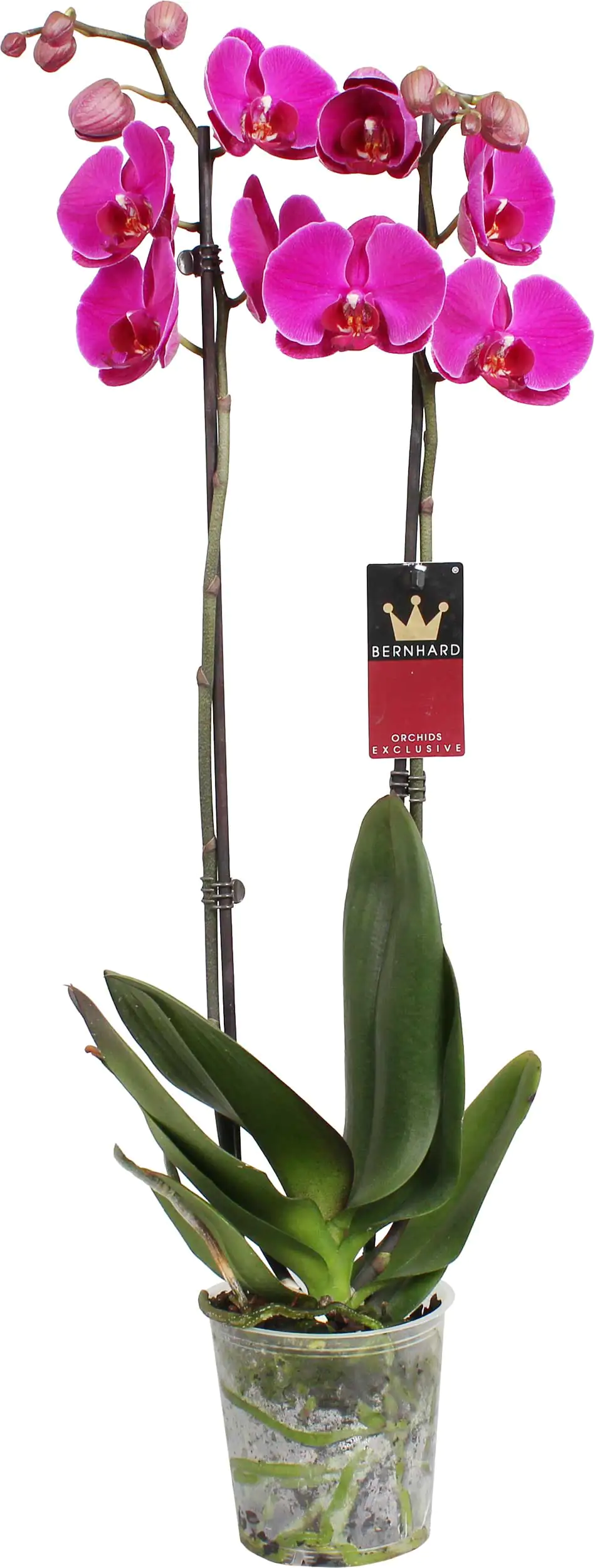 Orchidee Phalaenopsis 2-Trieber H 60 - 70 cm  12 cm Topf