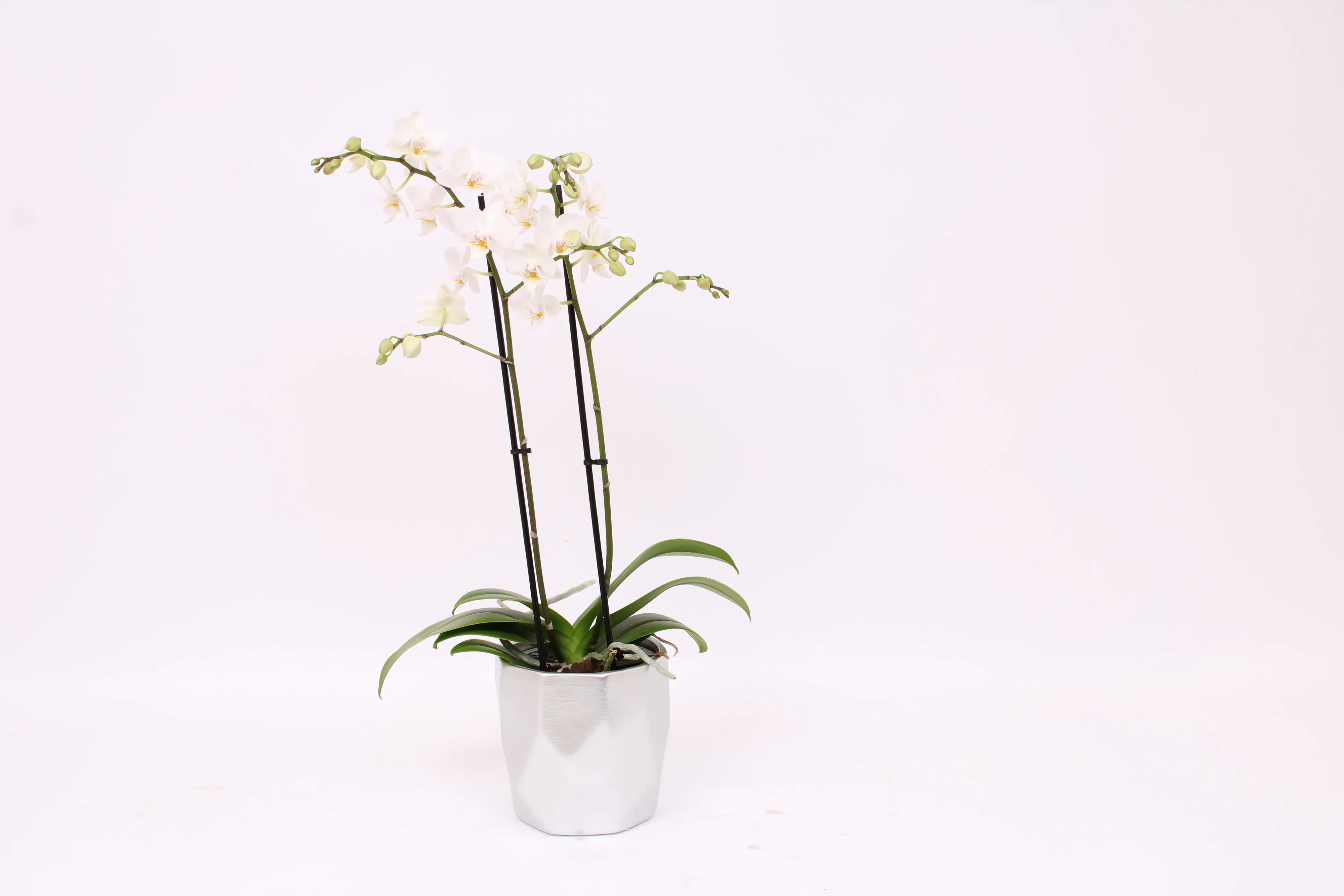 Orchidee Phalaenopsis Multiflora 2 Trieber 12 cm Topf im trendy Metallicflächen Keramiktopf
