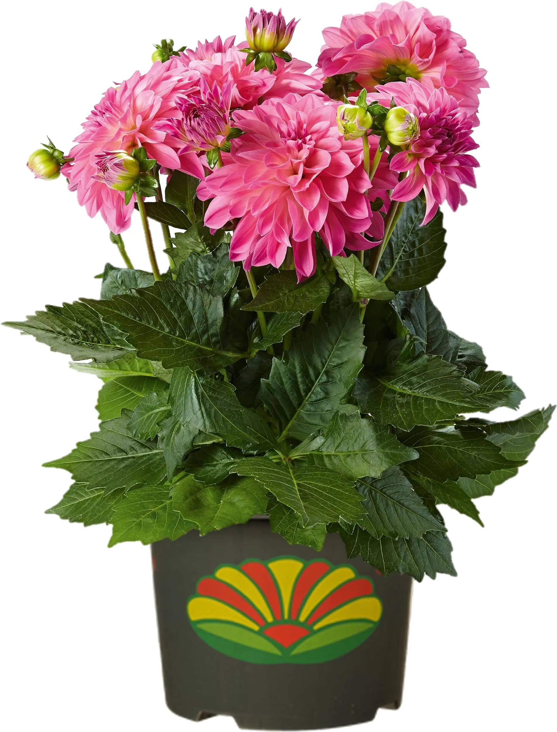 Dahlia Bienenweide in Sorten H 40 cm 5 Liter Container