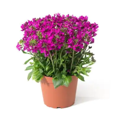 Polsterstauden Rock Collection Gänsekresse Arabis blepharophylla H ca 10 - 20 cm 13 cm Topf