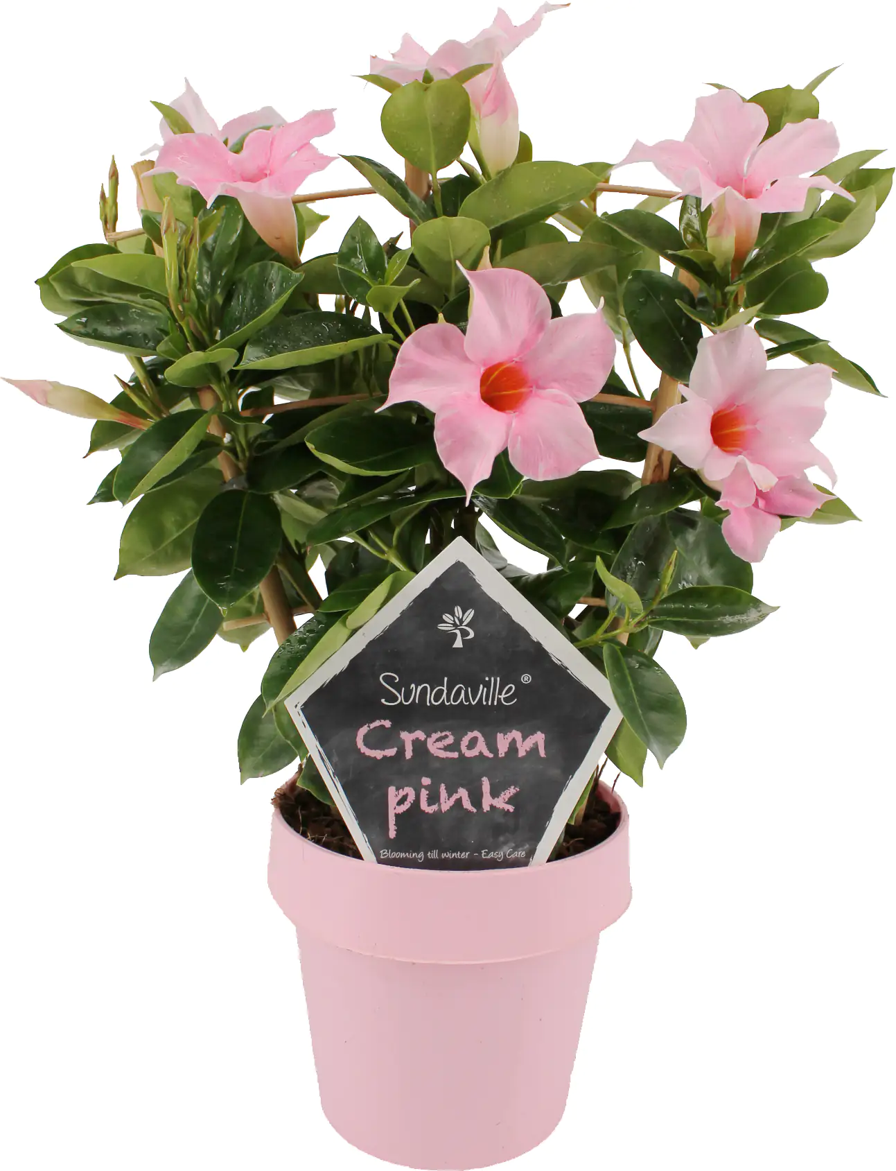 Dipladenia am Spalier H ca 40 cm 14 cm Topf