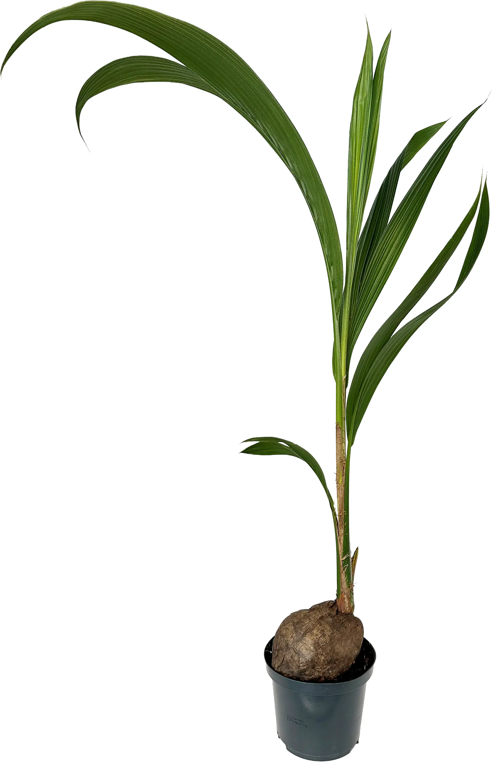Kokosnusspalme Cocos Nucifera H 120-130 cm, 19 cm Topf