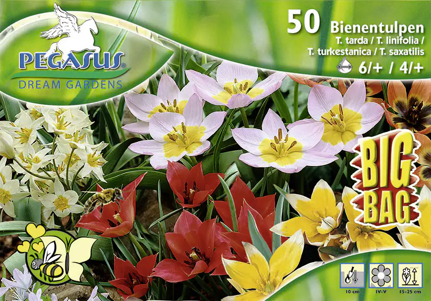Pegasus Blumenzwiebeln BigBag Tulipa Bienen-Tulpen Mix Inhalt: 50 Stück