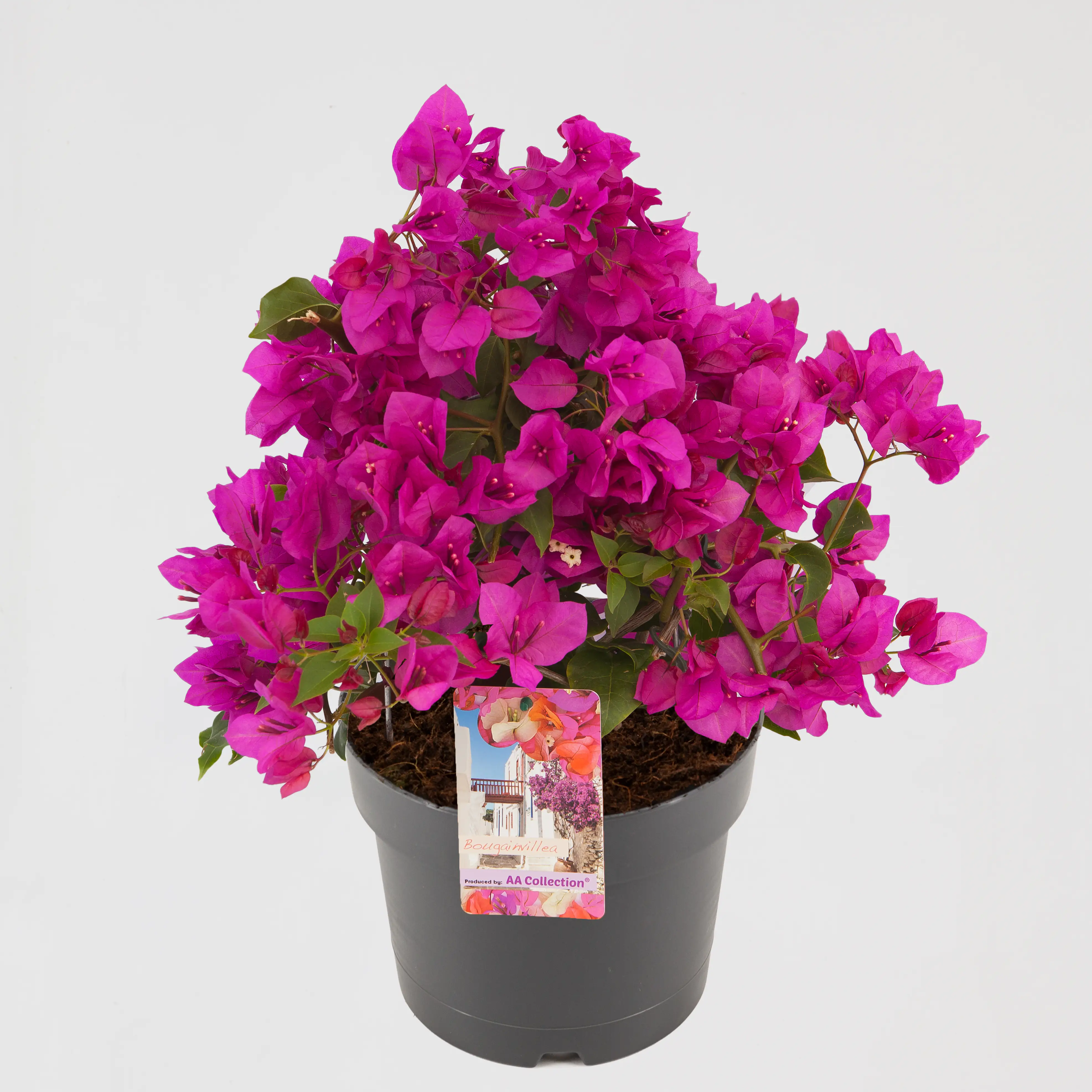 Drillungsblume Bougainvillea Busch H ca 35 cm 20 cm Topf