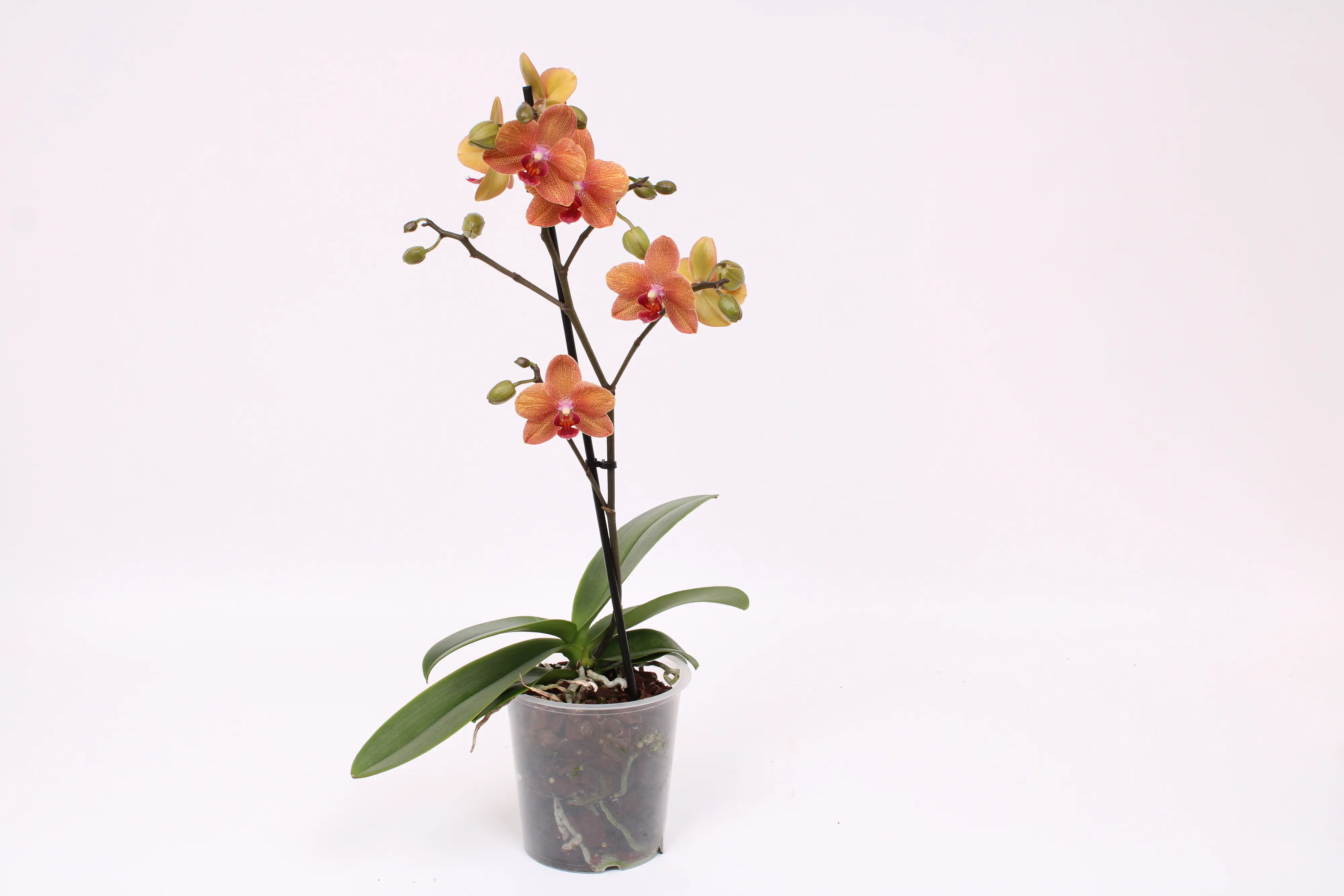 Orchidee, Phalaenopsis Multiflora 1 Trieber 12 cm Topf