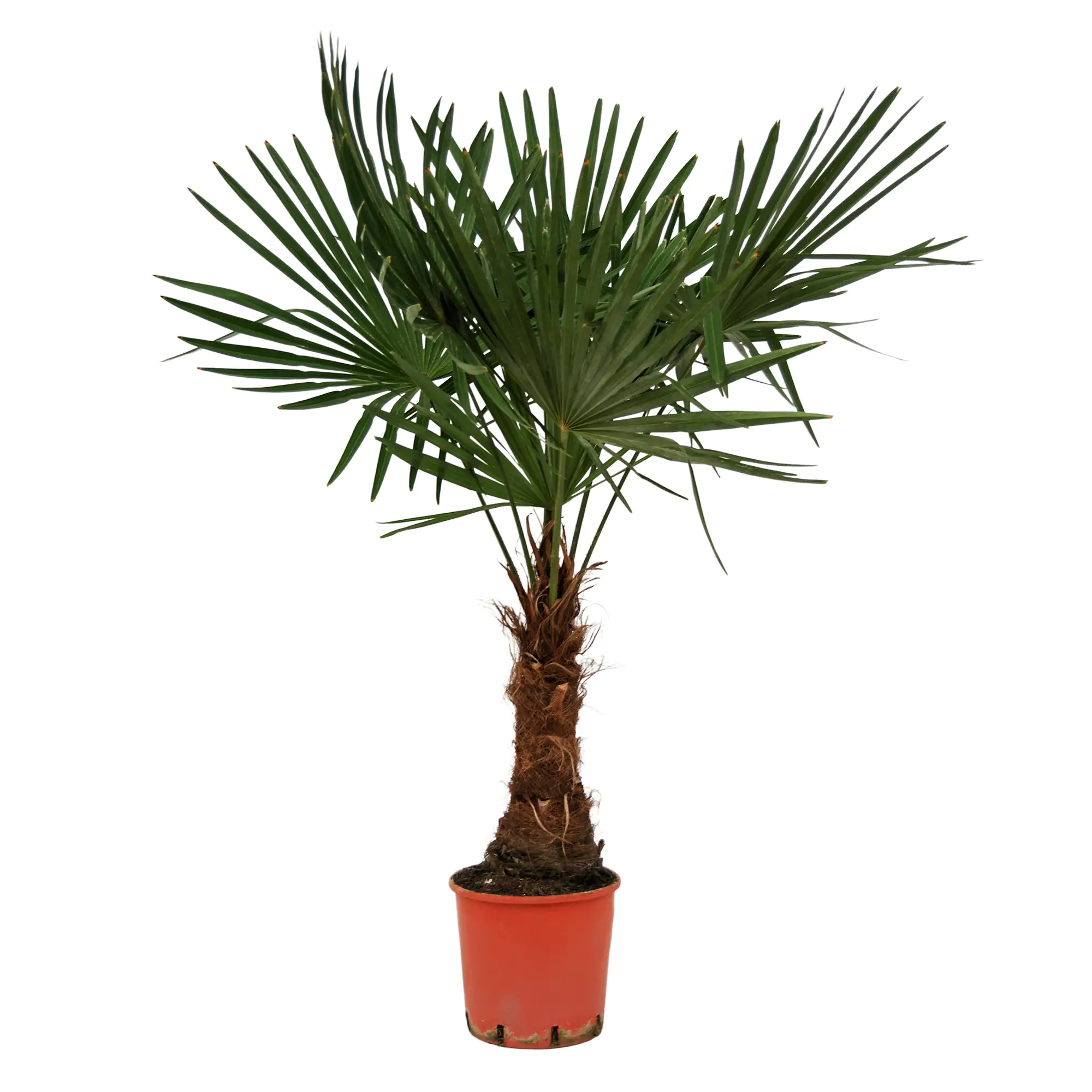 Chinesische Hanfpalme Trachycarpus Fortunei H ca 120-140 cm 27 cm Topf