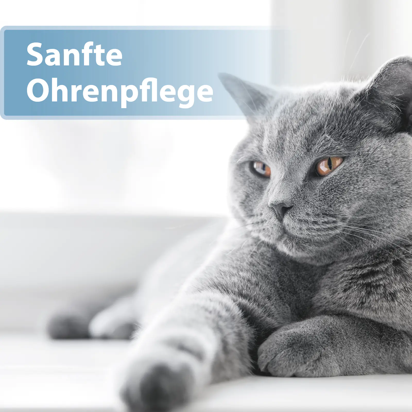 Felisept Ohrpflege Pads für Katzen 50 Stück