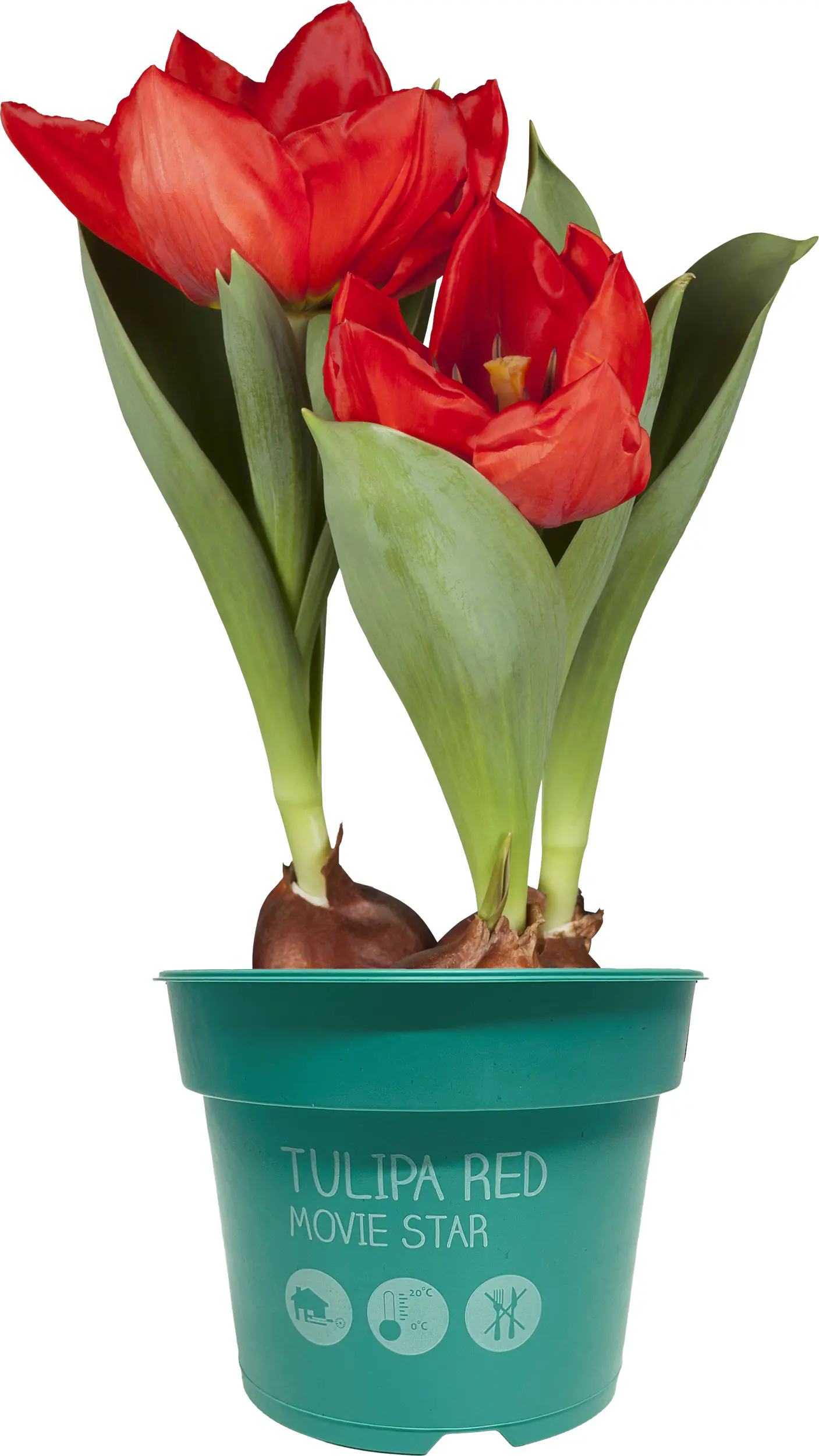 Zwiebelpflanzen im 9 cm Topf Tulpen Tulipa