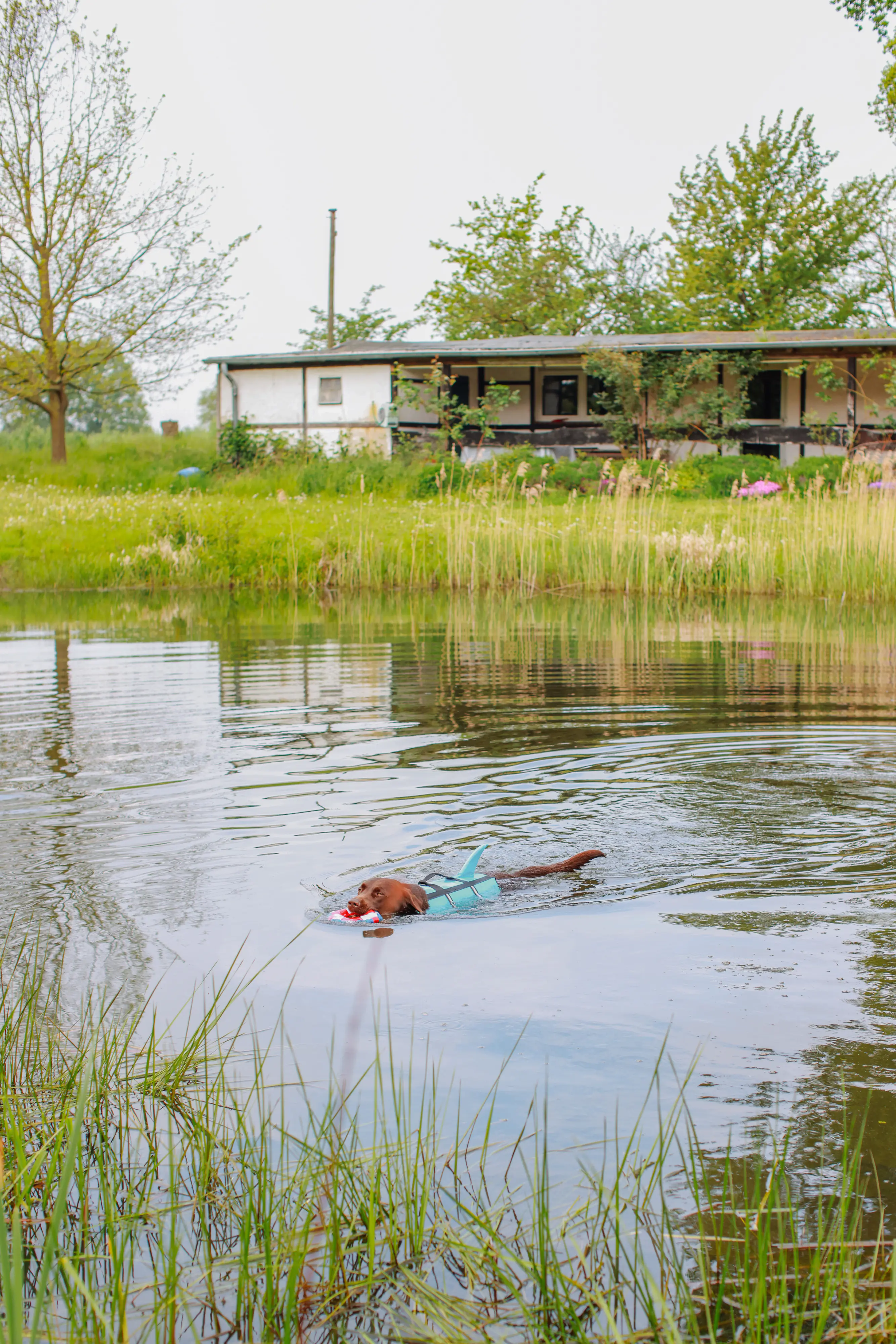 Nobby Hunde Schwimmweste Sharki mit Haiflosse hellblau Nobby Hunde Schwimmweste Sharki mit Haiflosse hellblau