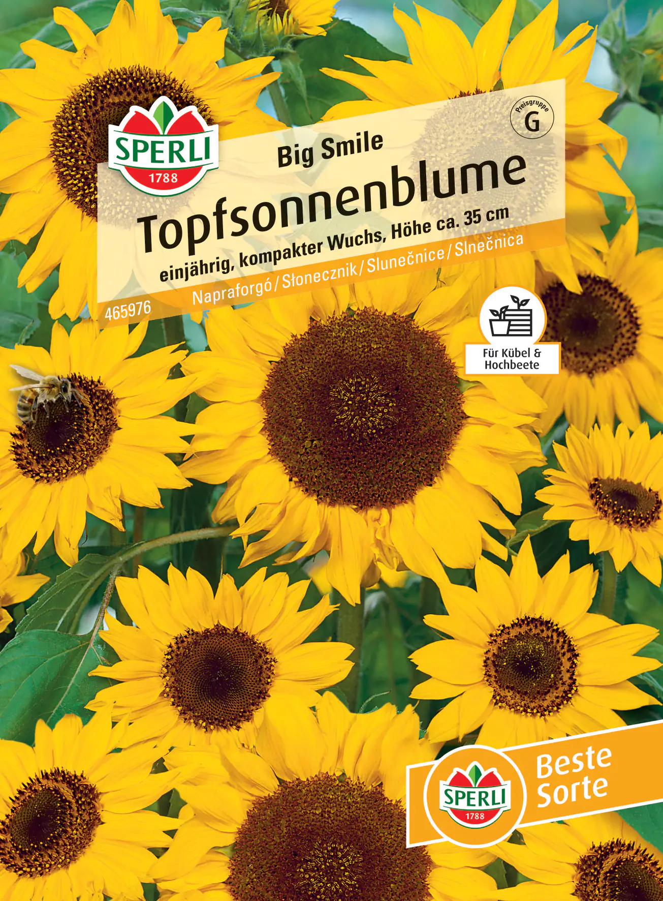 Sperli Topfsonnenblume Big Smile Sperli Topfsonnenblume Big Smile